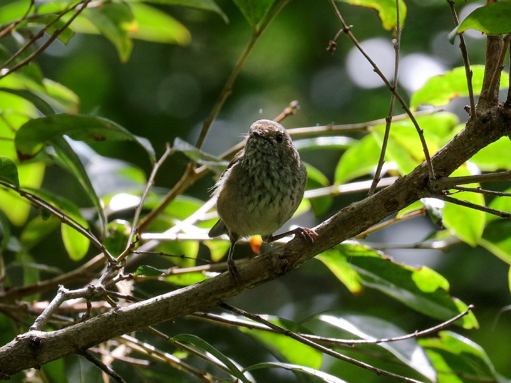Brown Thornbill