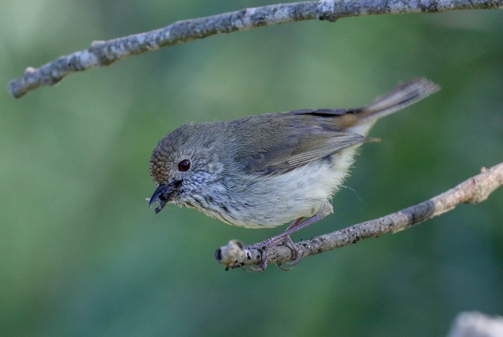 Brown Thornbill