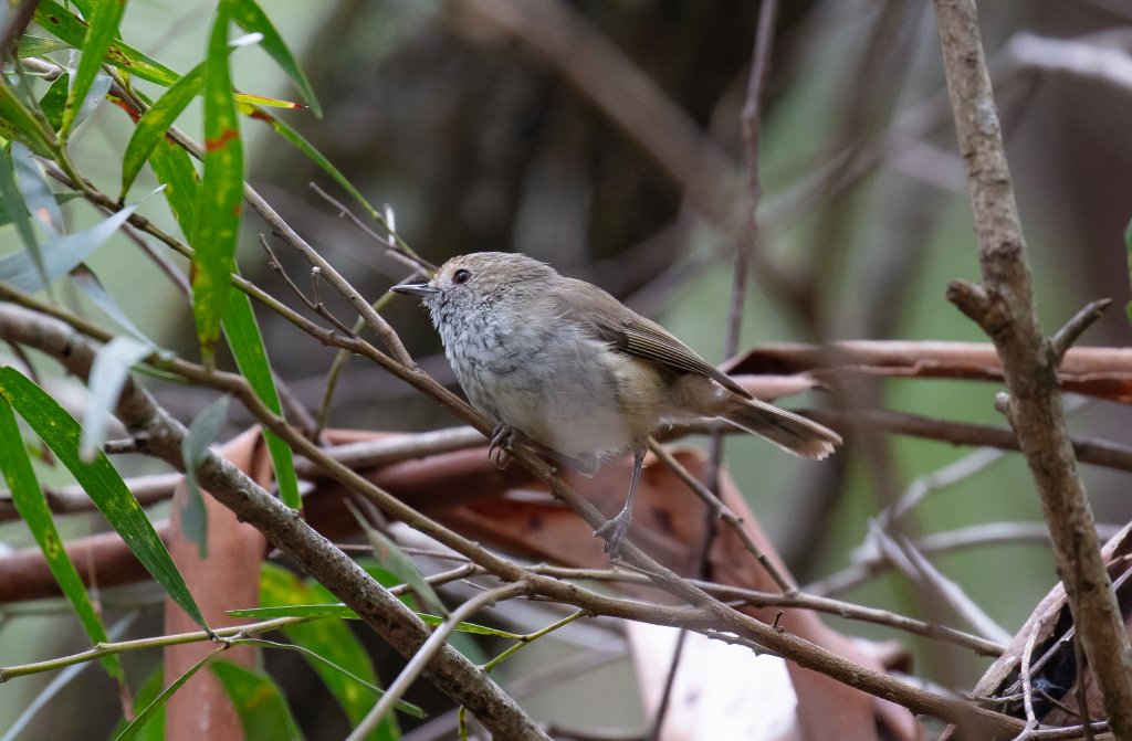 Brown Thornbill