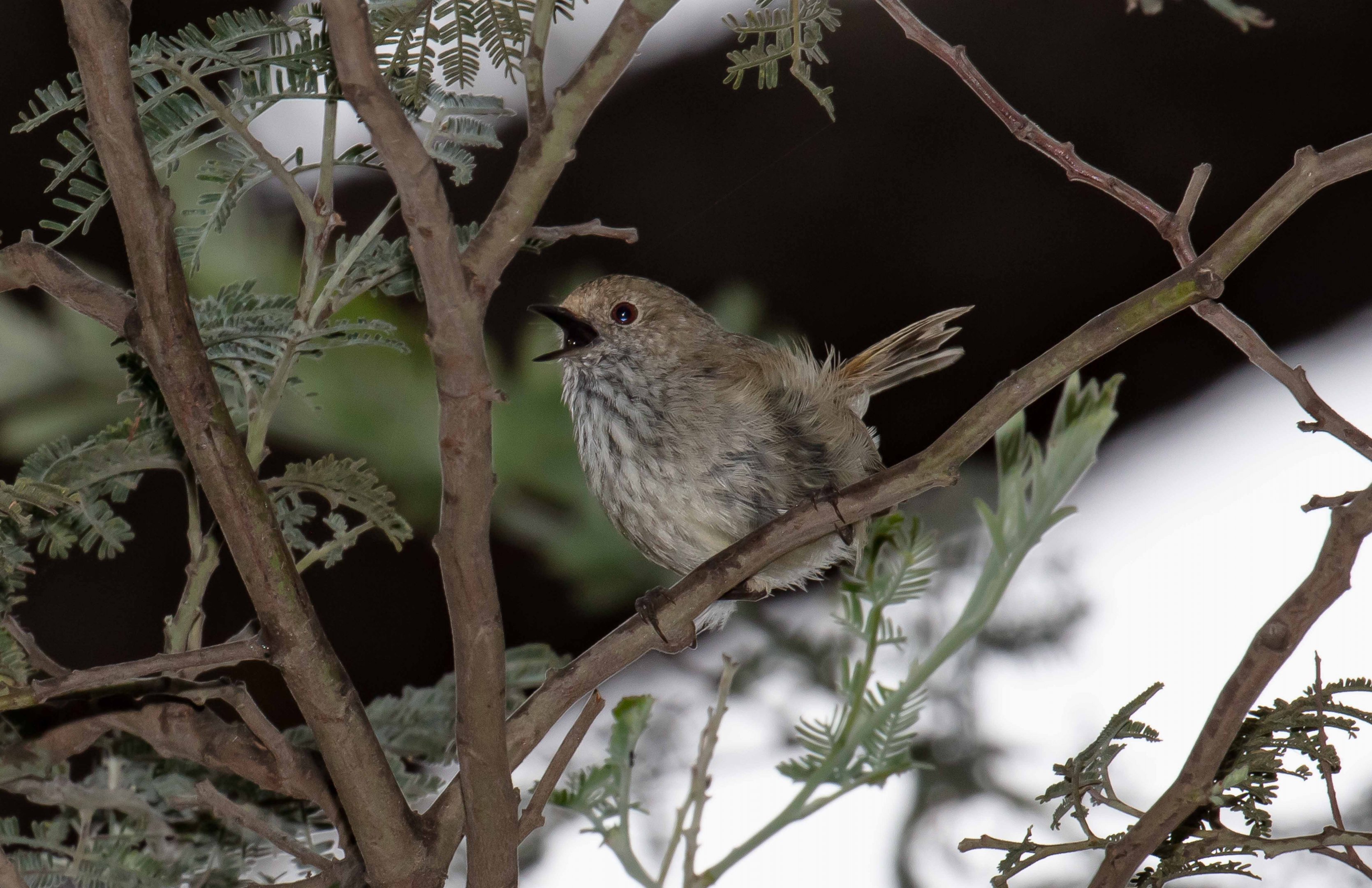 Brown Thornbill