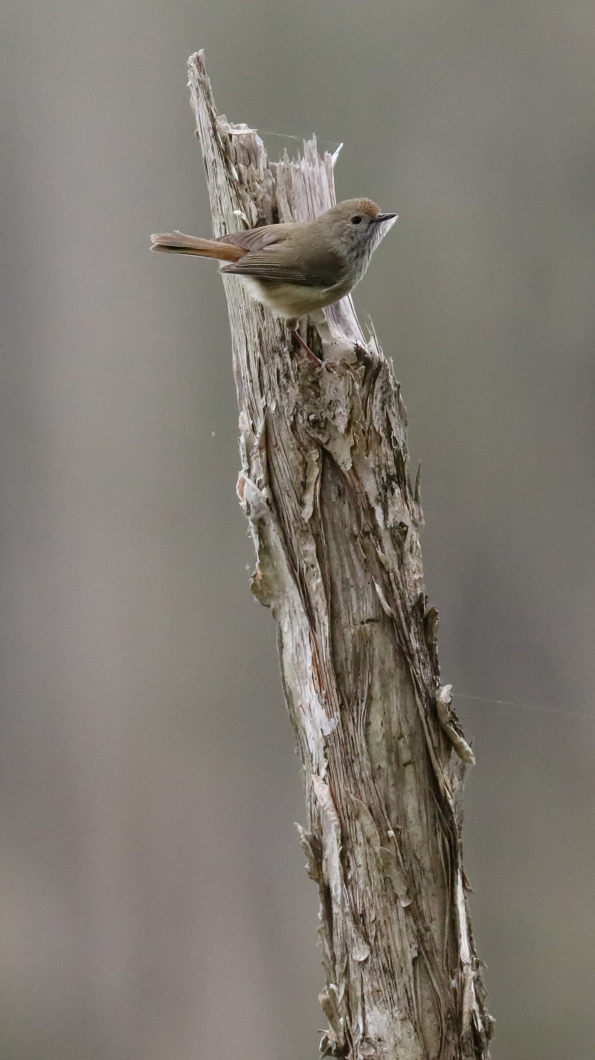Brown Thornbill
