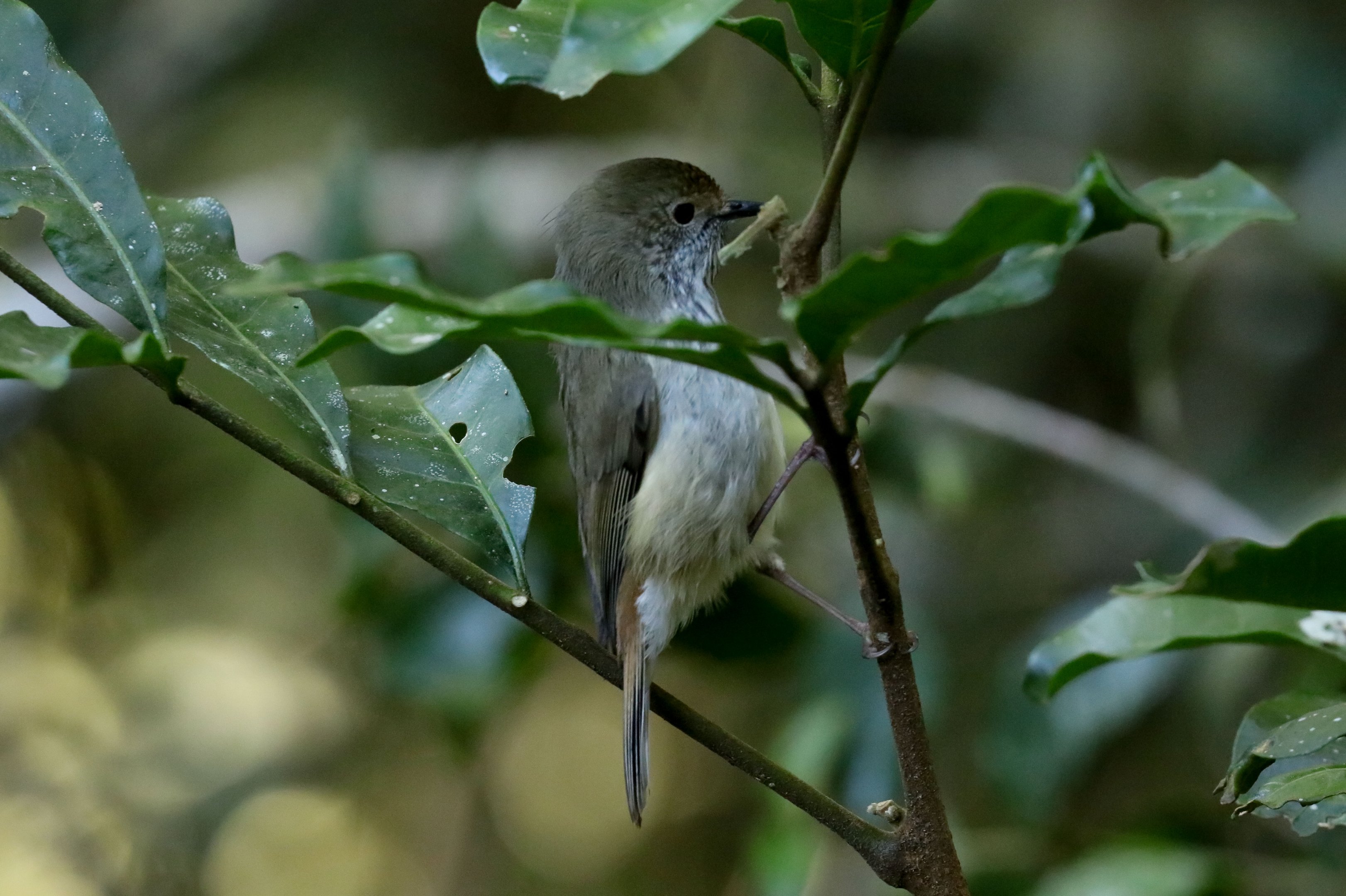 Brown Thornbill