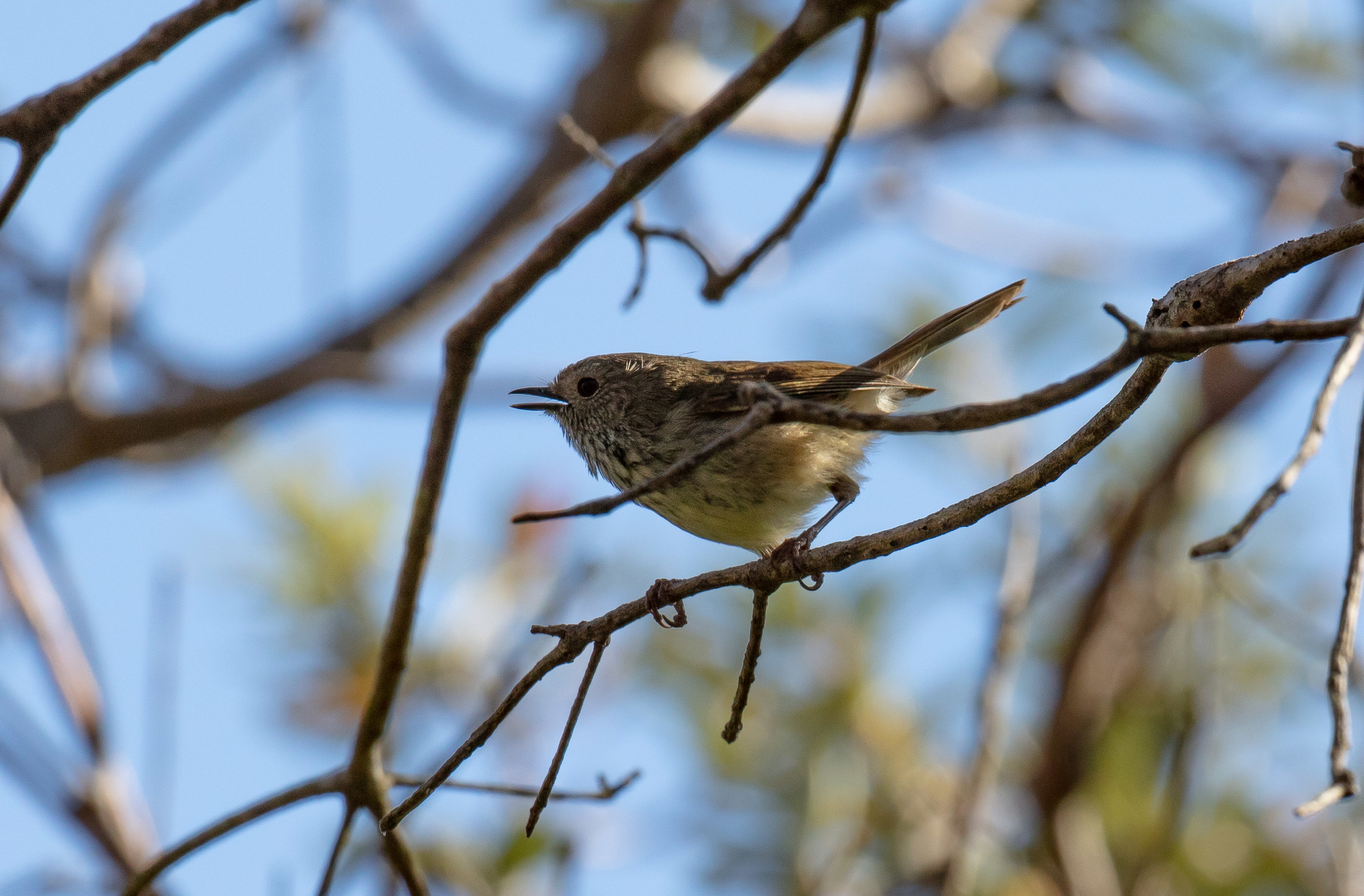 Brown Thornbill