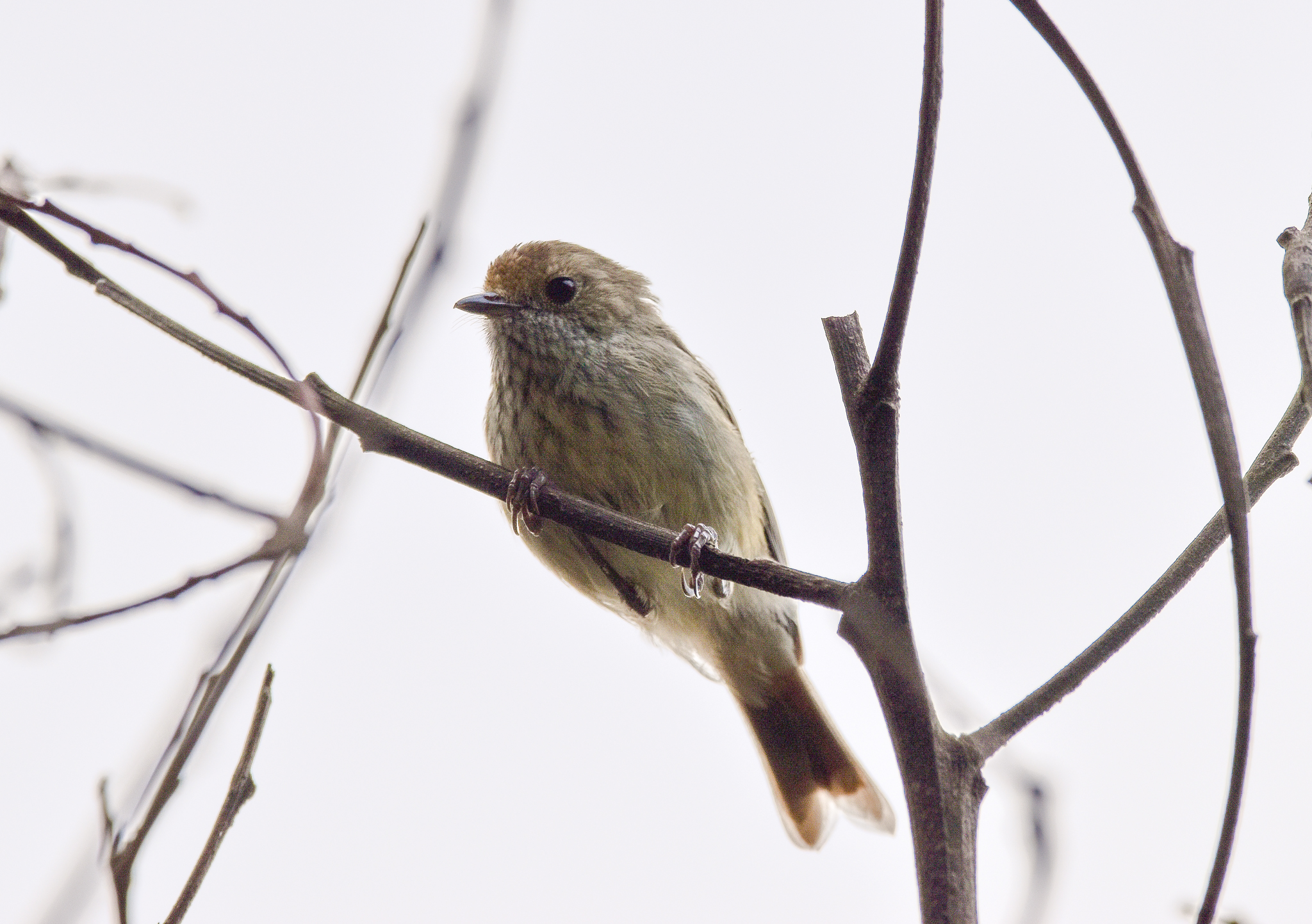 Brown Thornbill