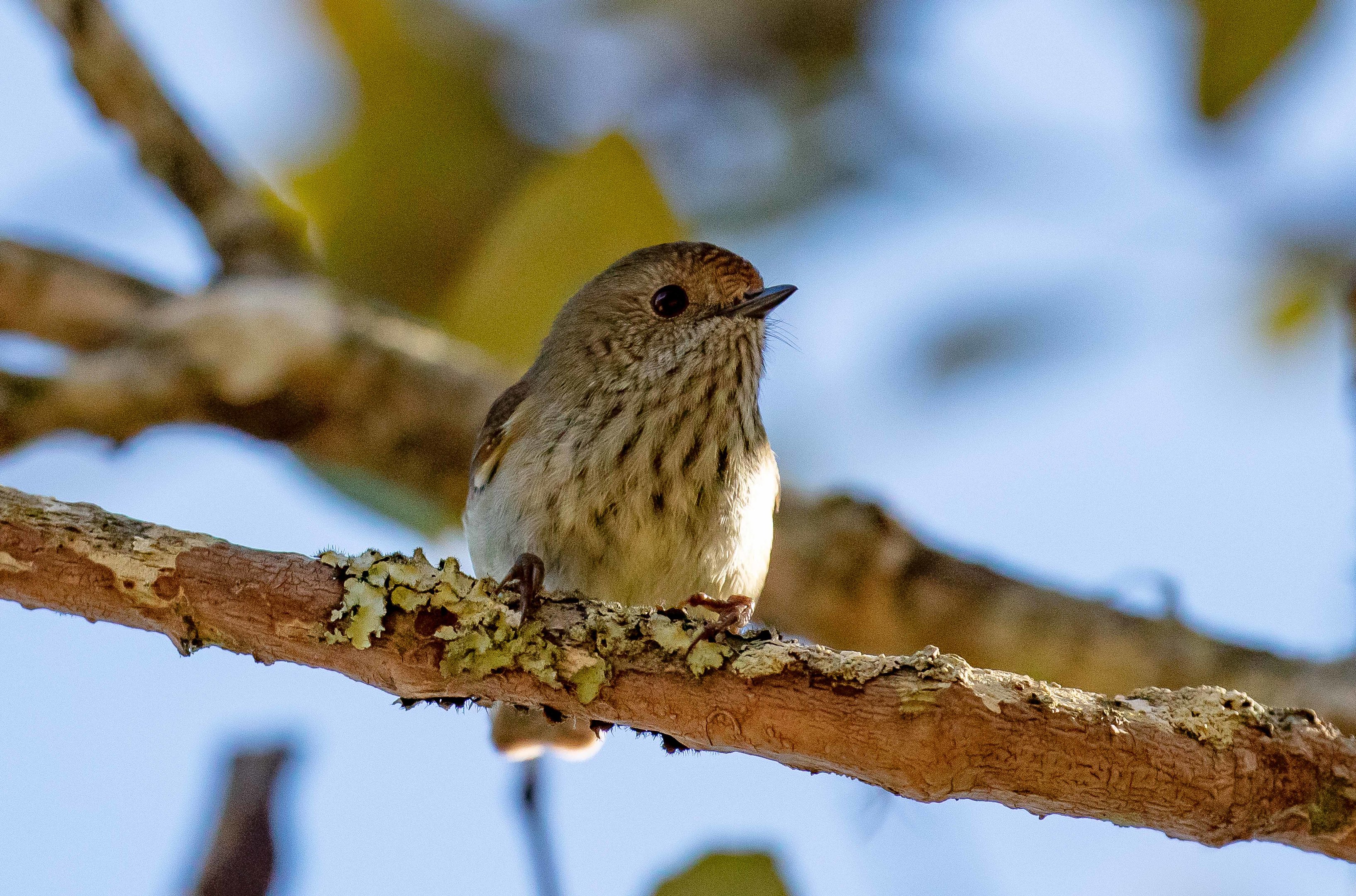 Brown Thornbill