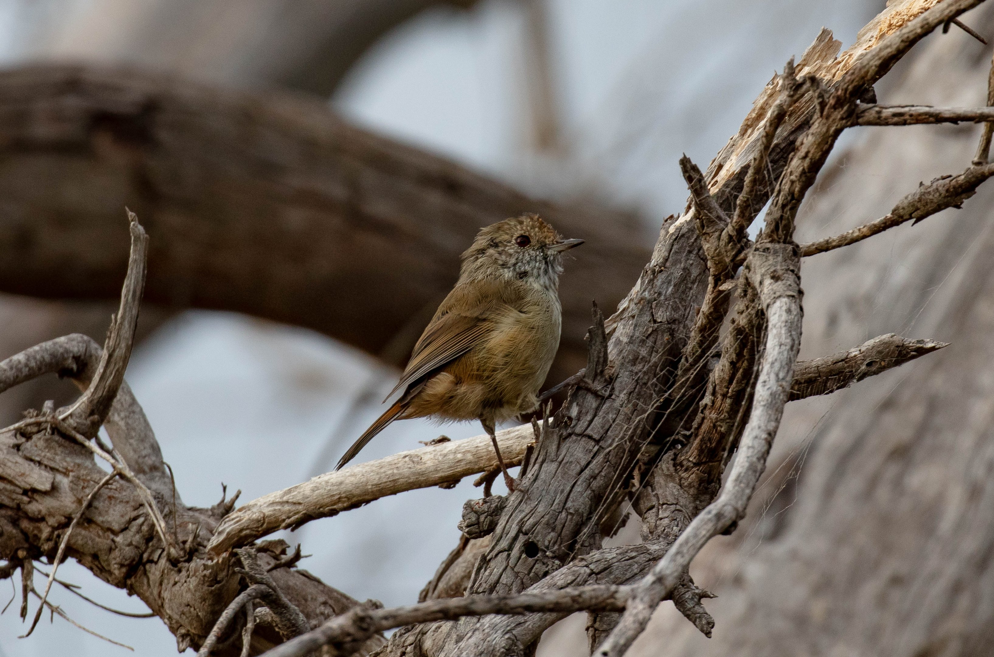 Brown Thornbill