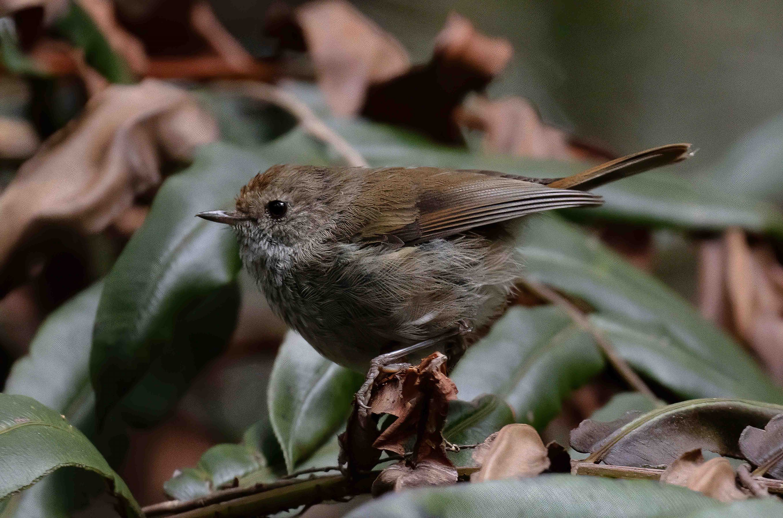 Brown Thornbill