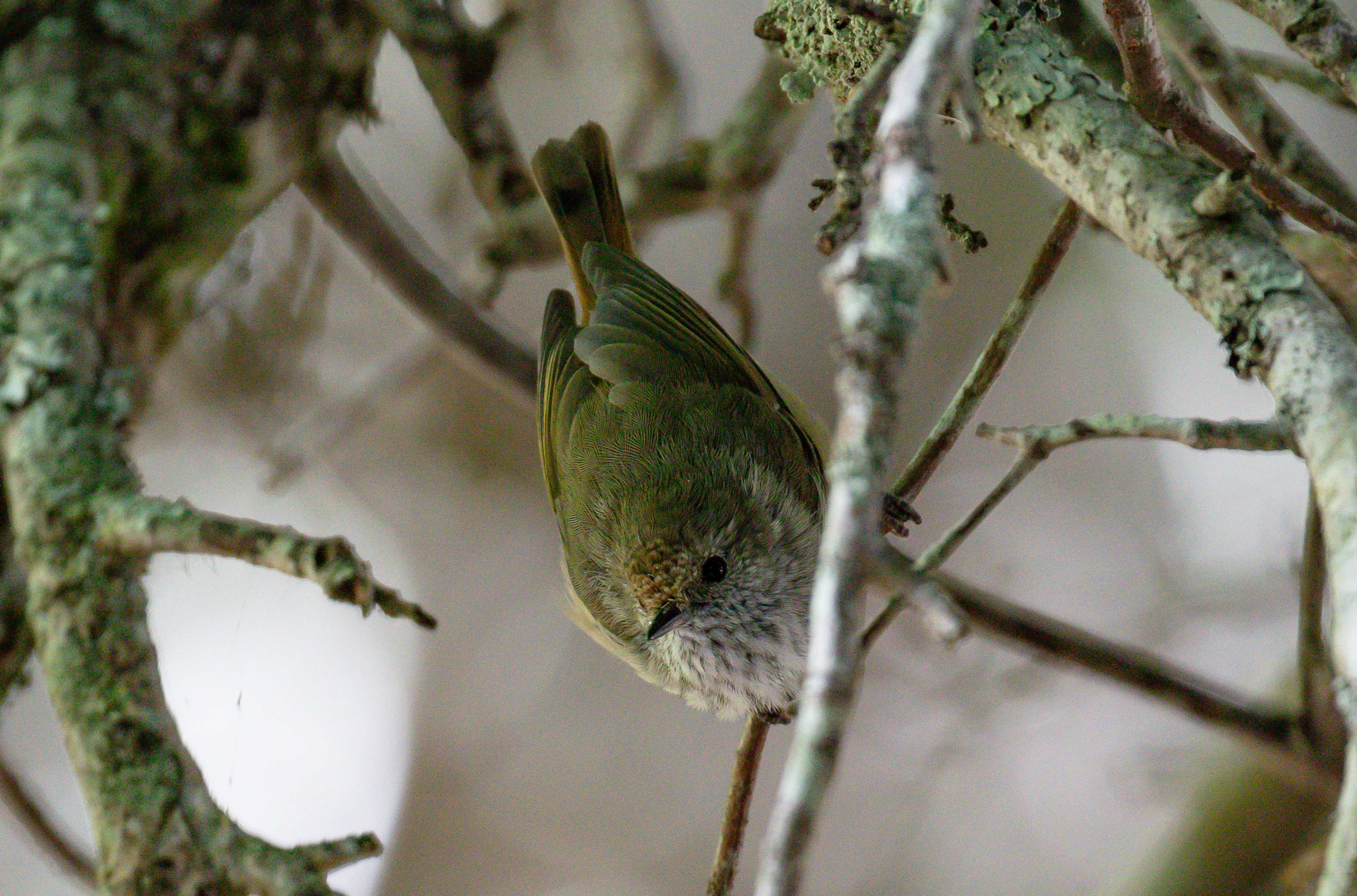 Brown Thornbill