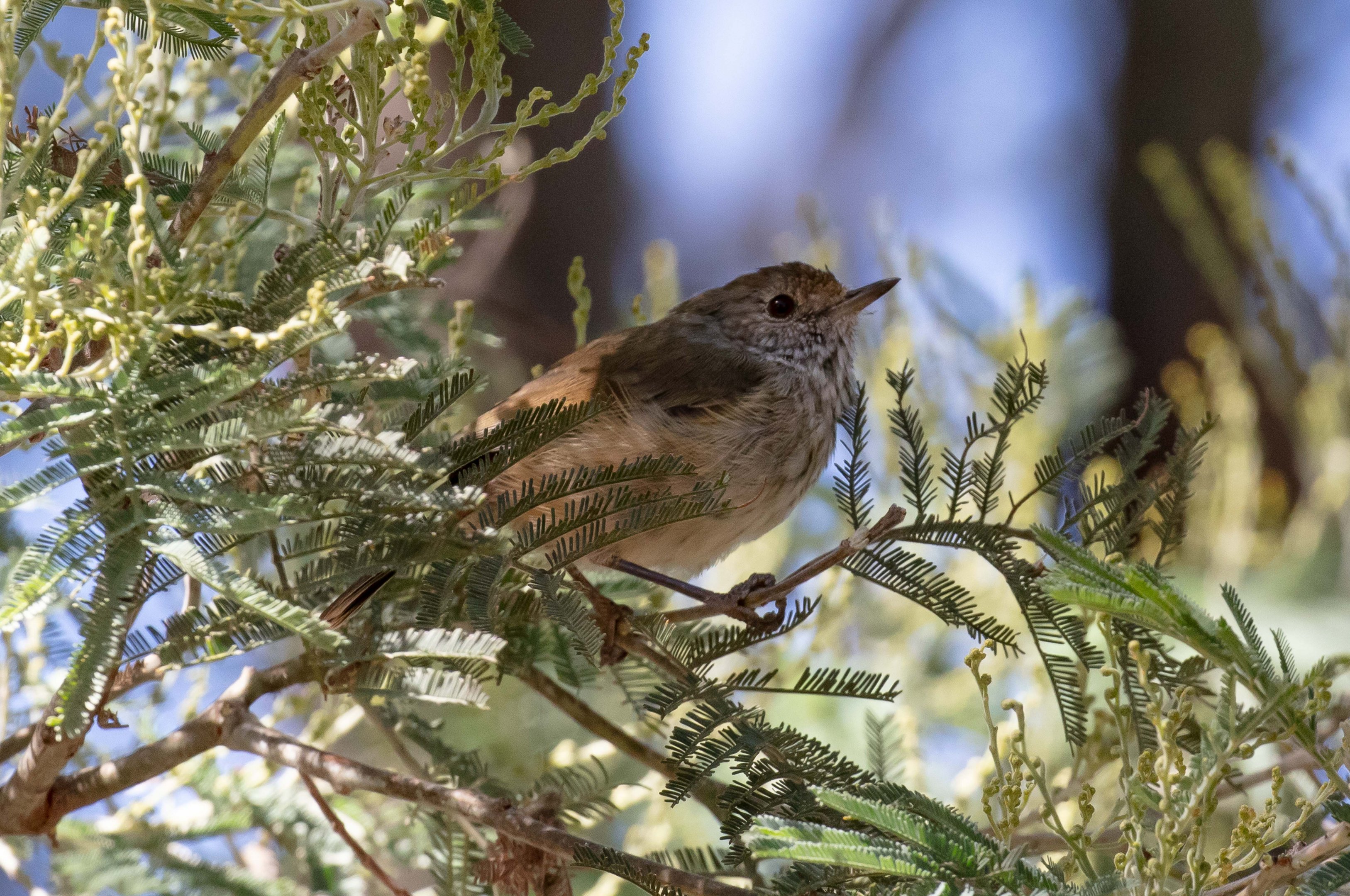 Brown Thornbill