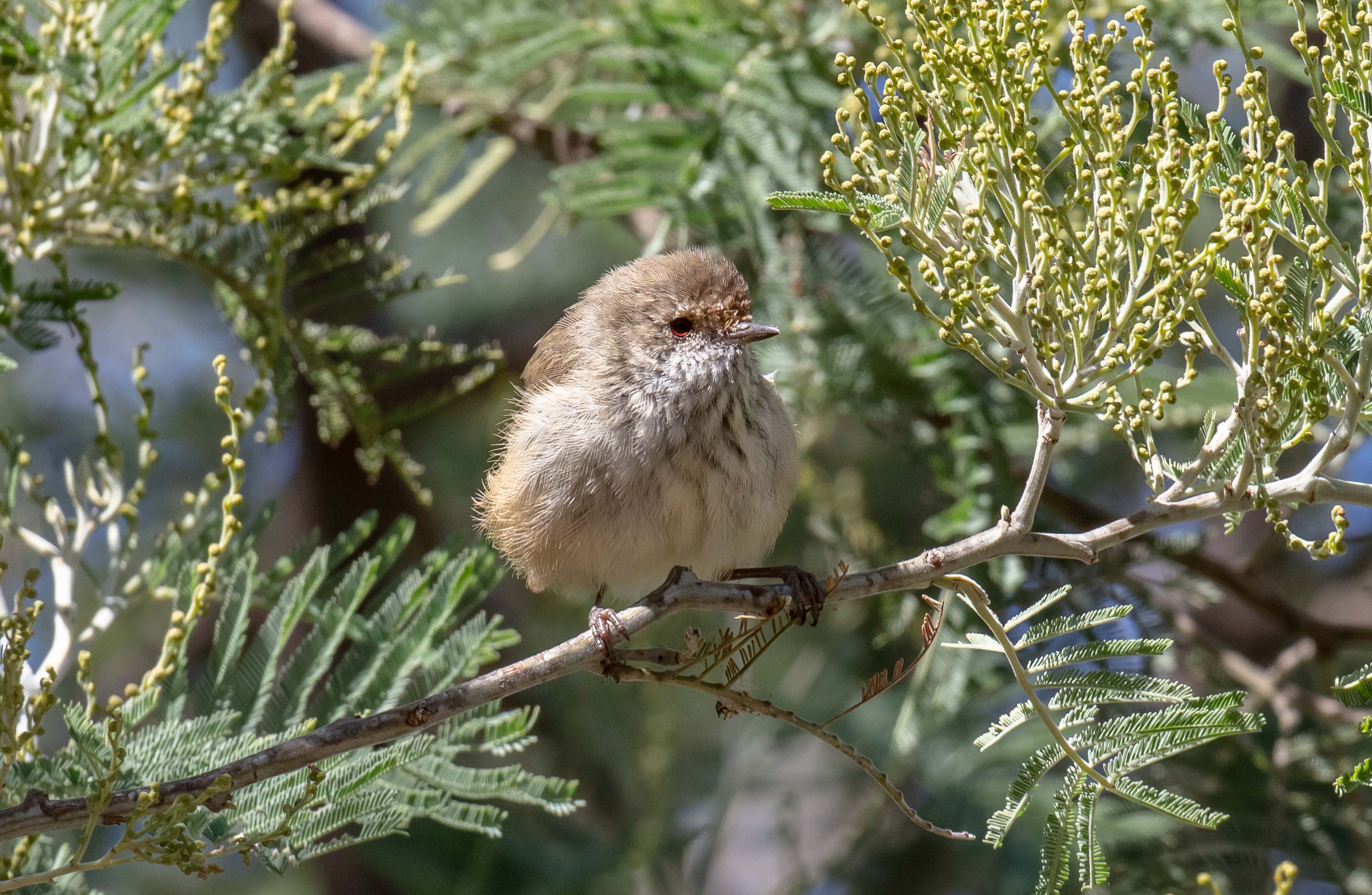Brown Thornbill