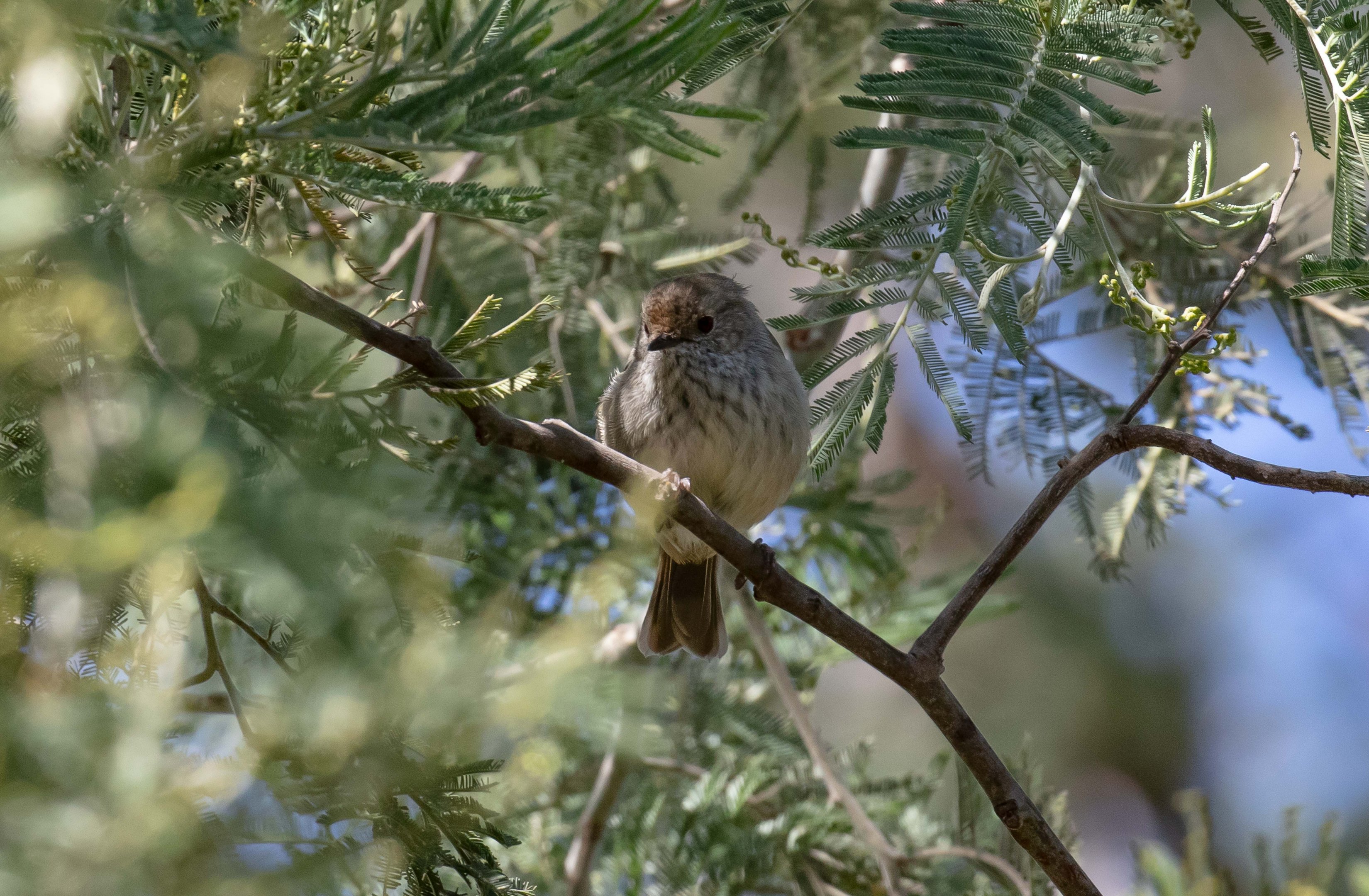 Brown Thornbill