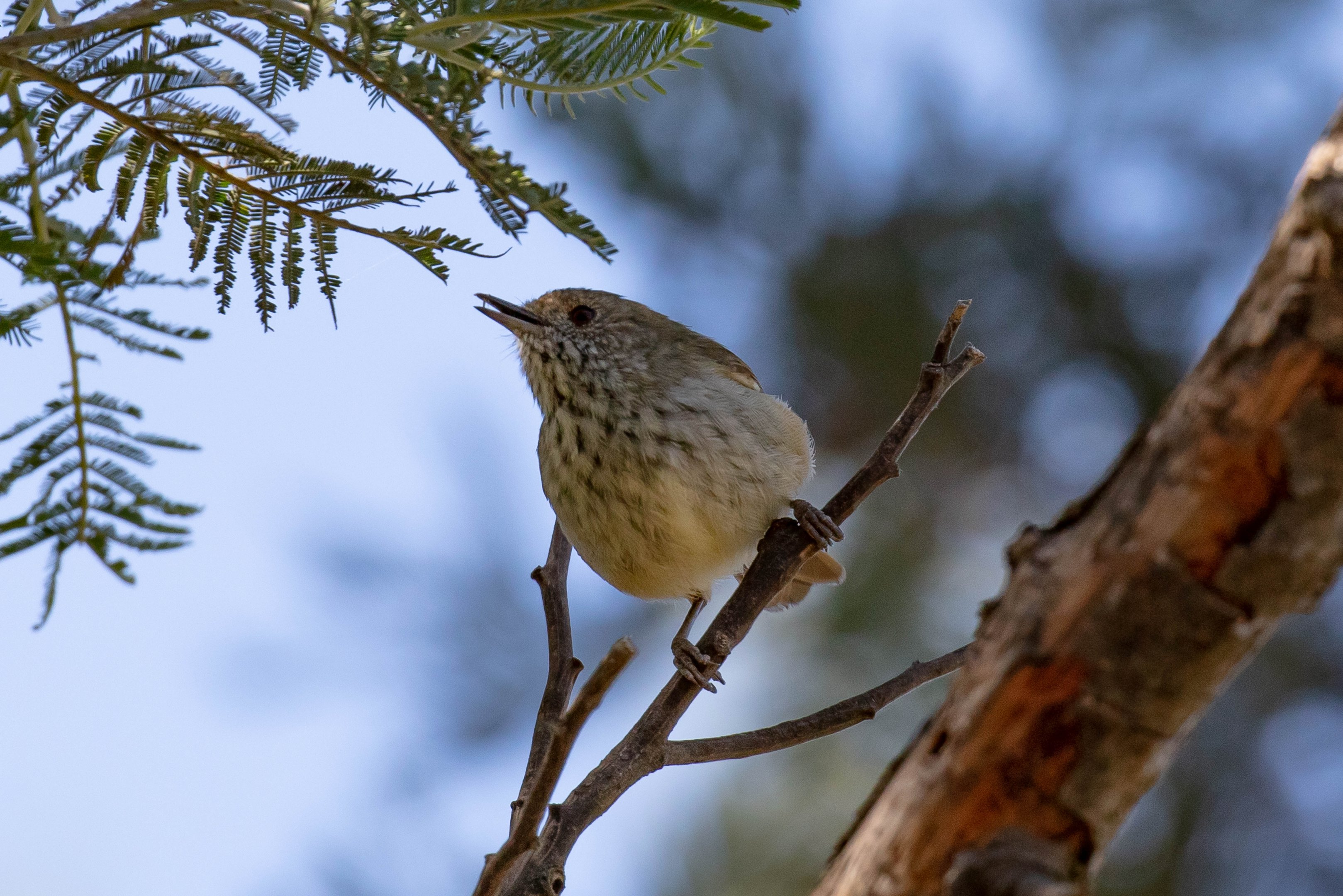 Brown Thornbill