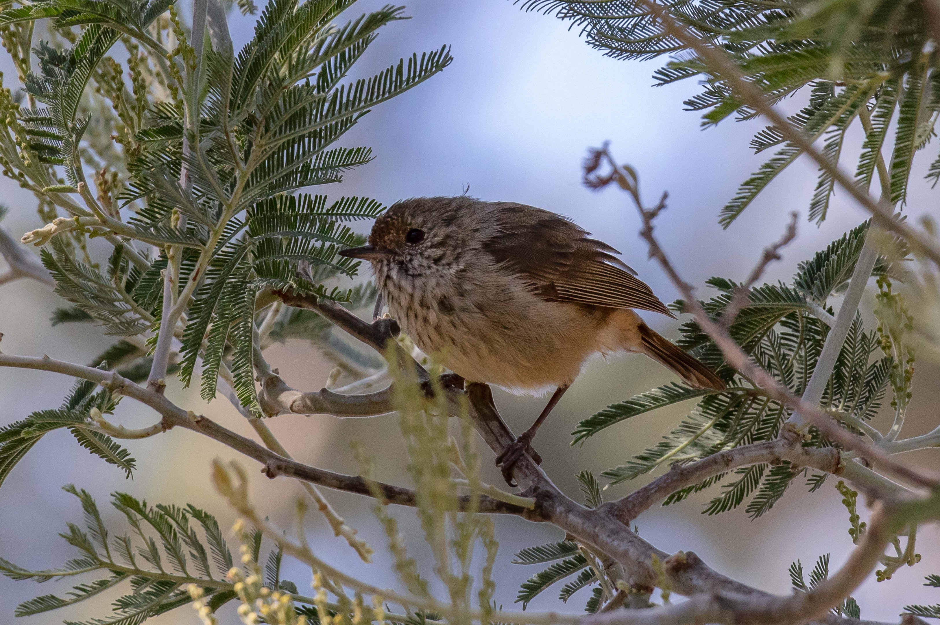 Brown Thornbill