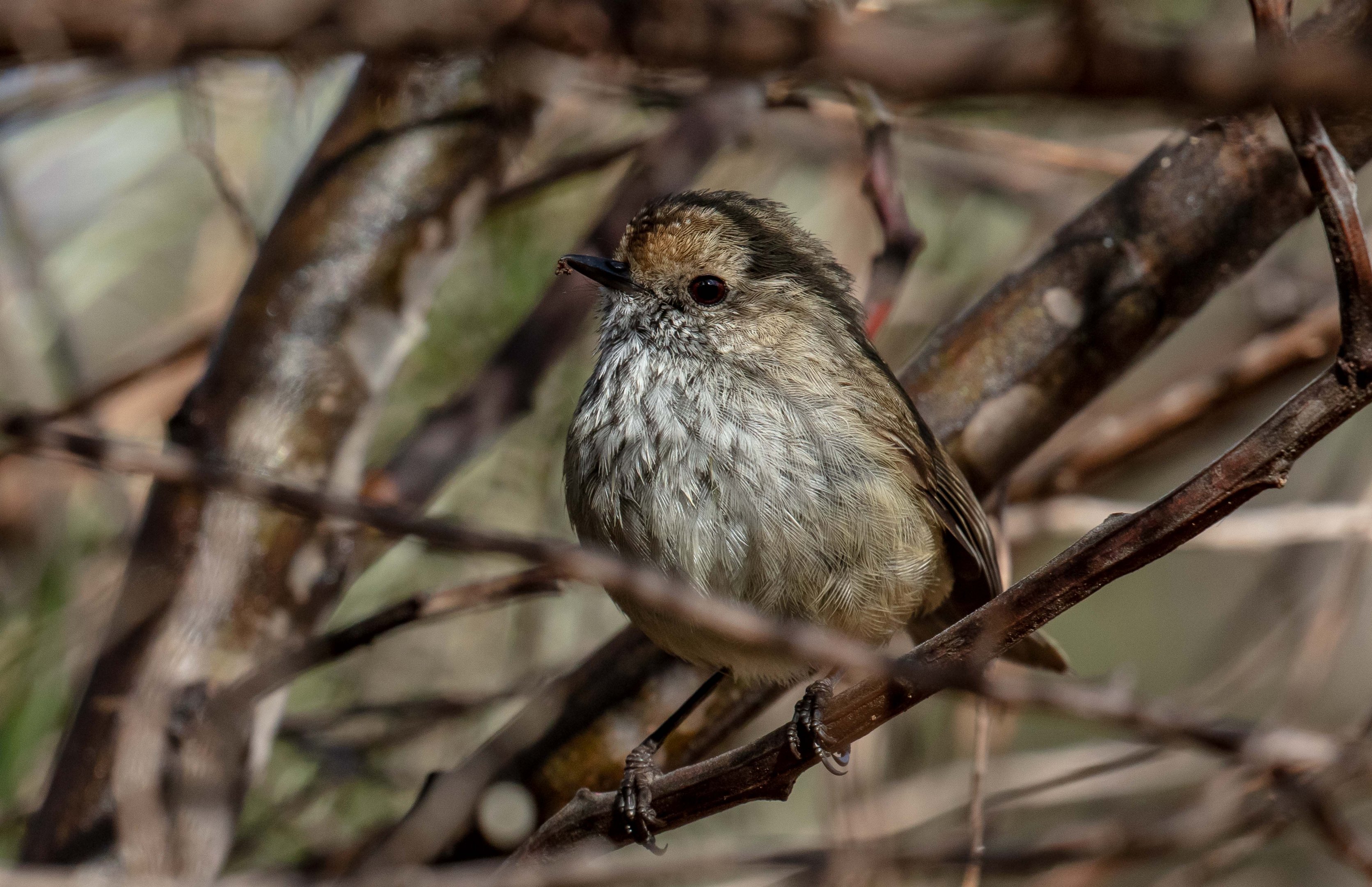Brown Thornbill