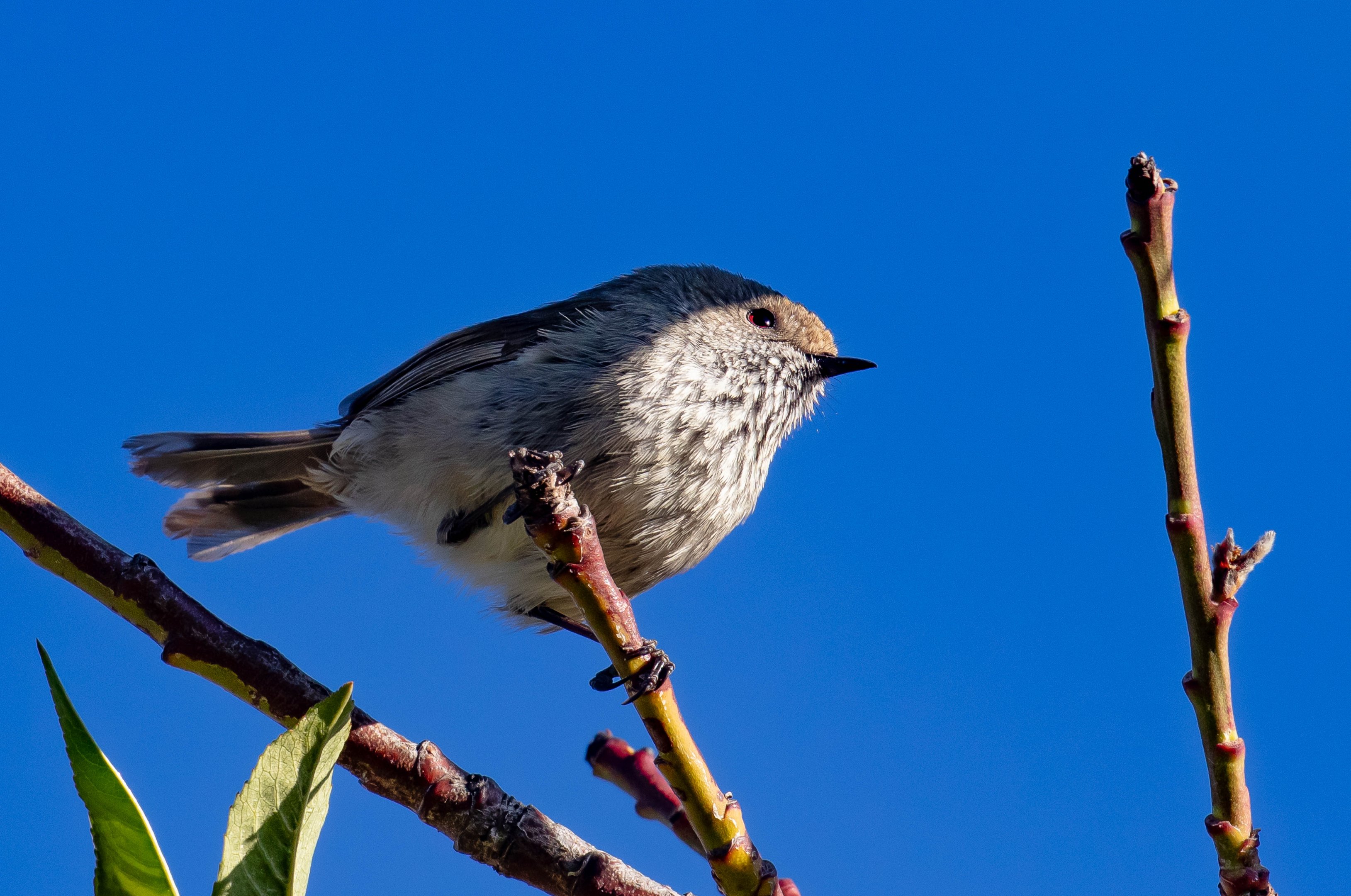 Brown Thornbill