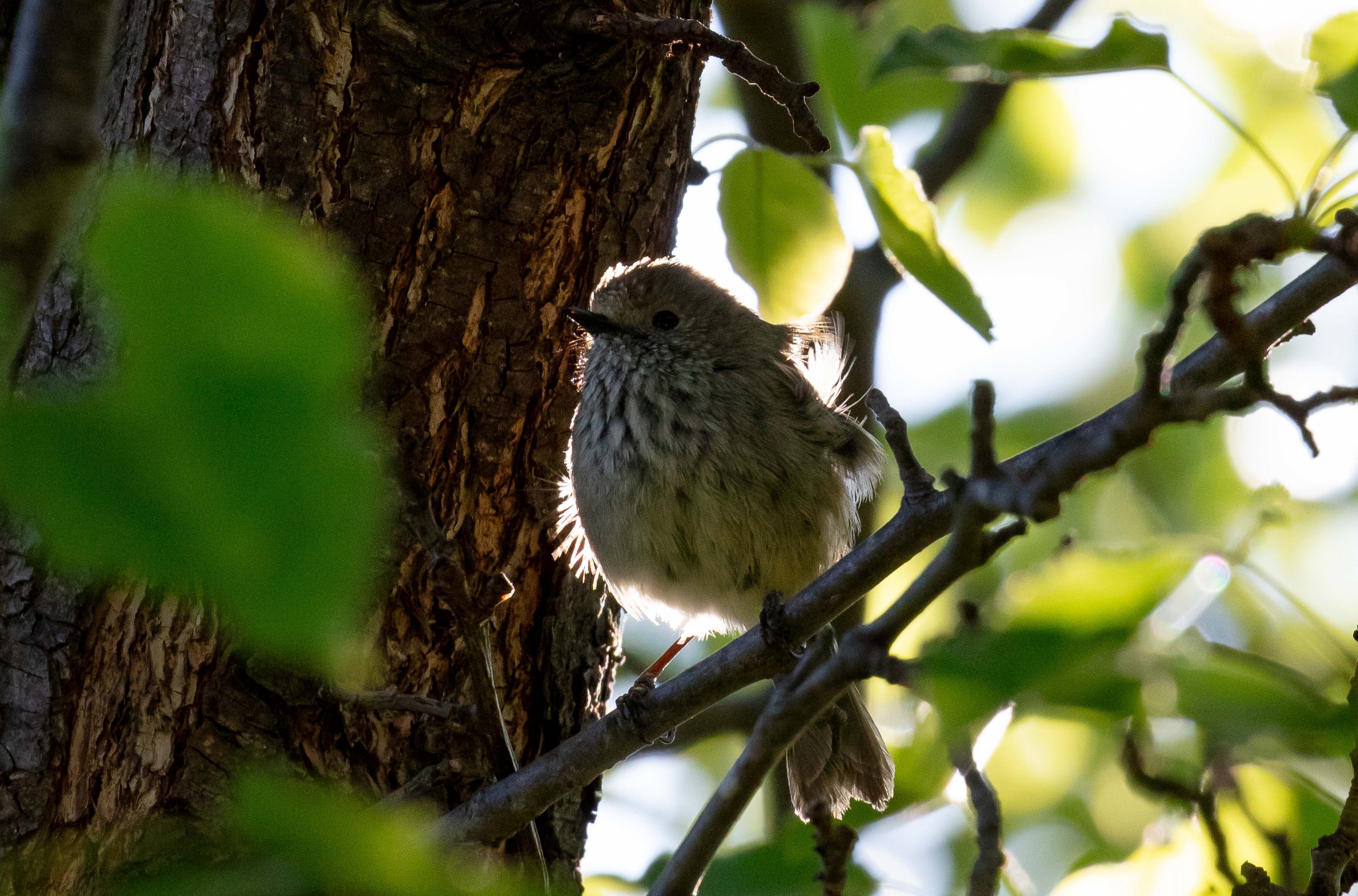 Brown Thornbill