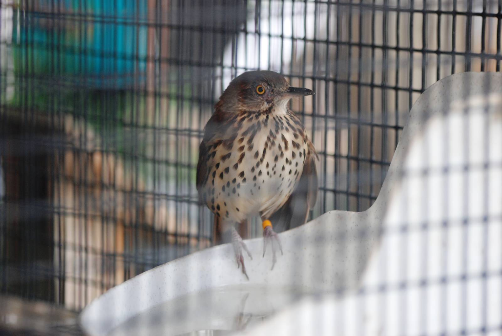 Brown Thrasher at Peace River Wildlife Centre, 09/10/13