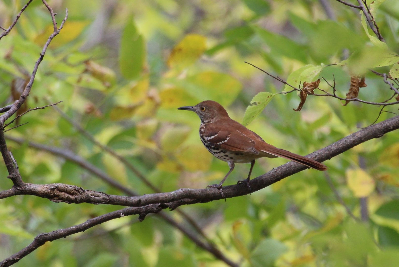 Brown Thrasher (longicauda)