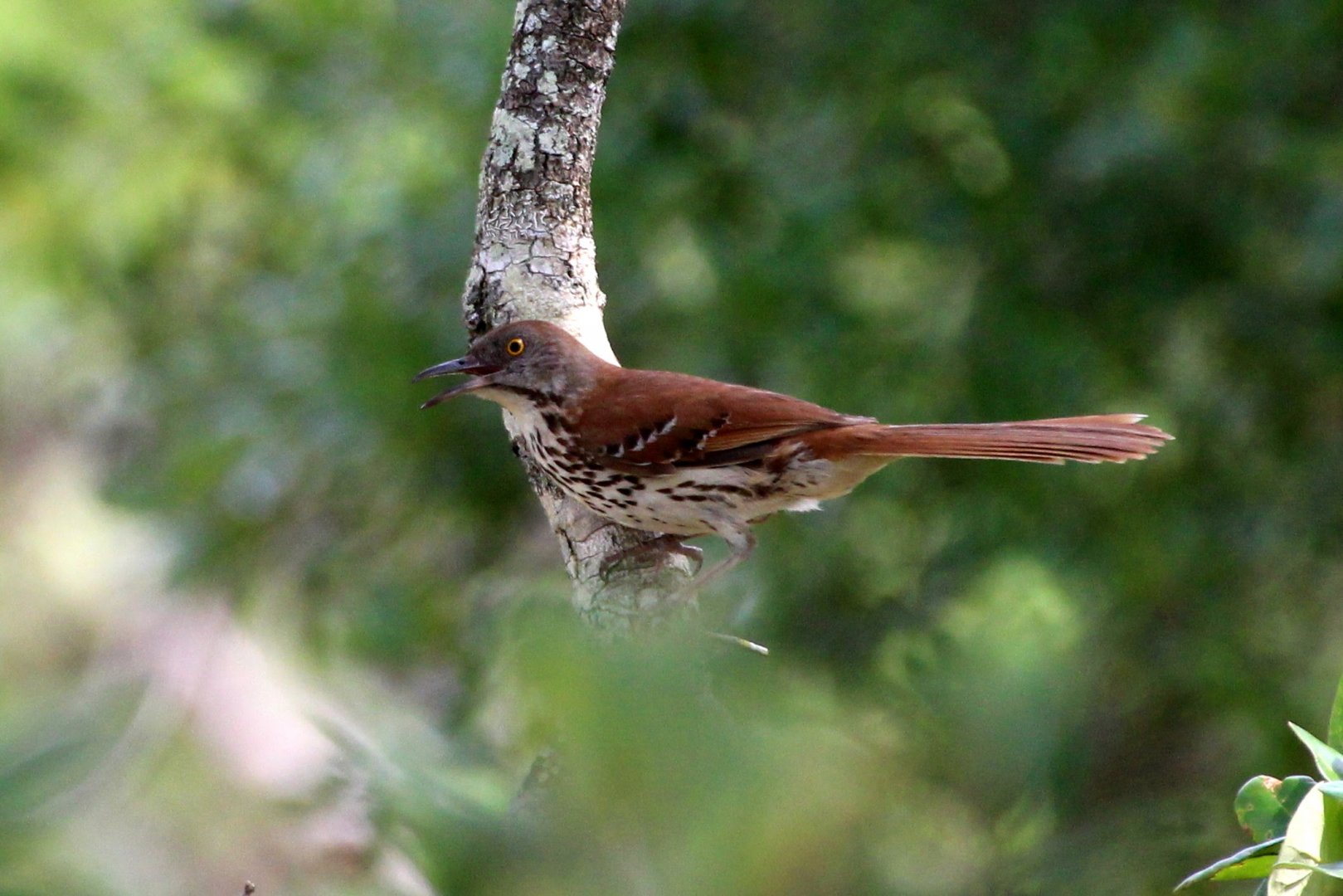 Brown Thrasher (nominate)