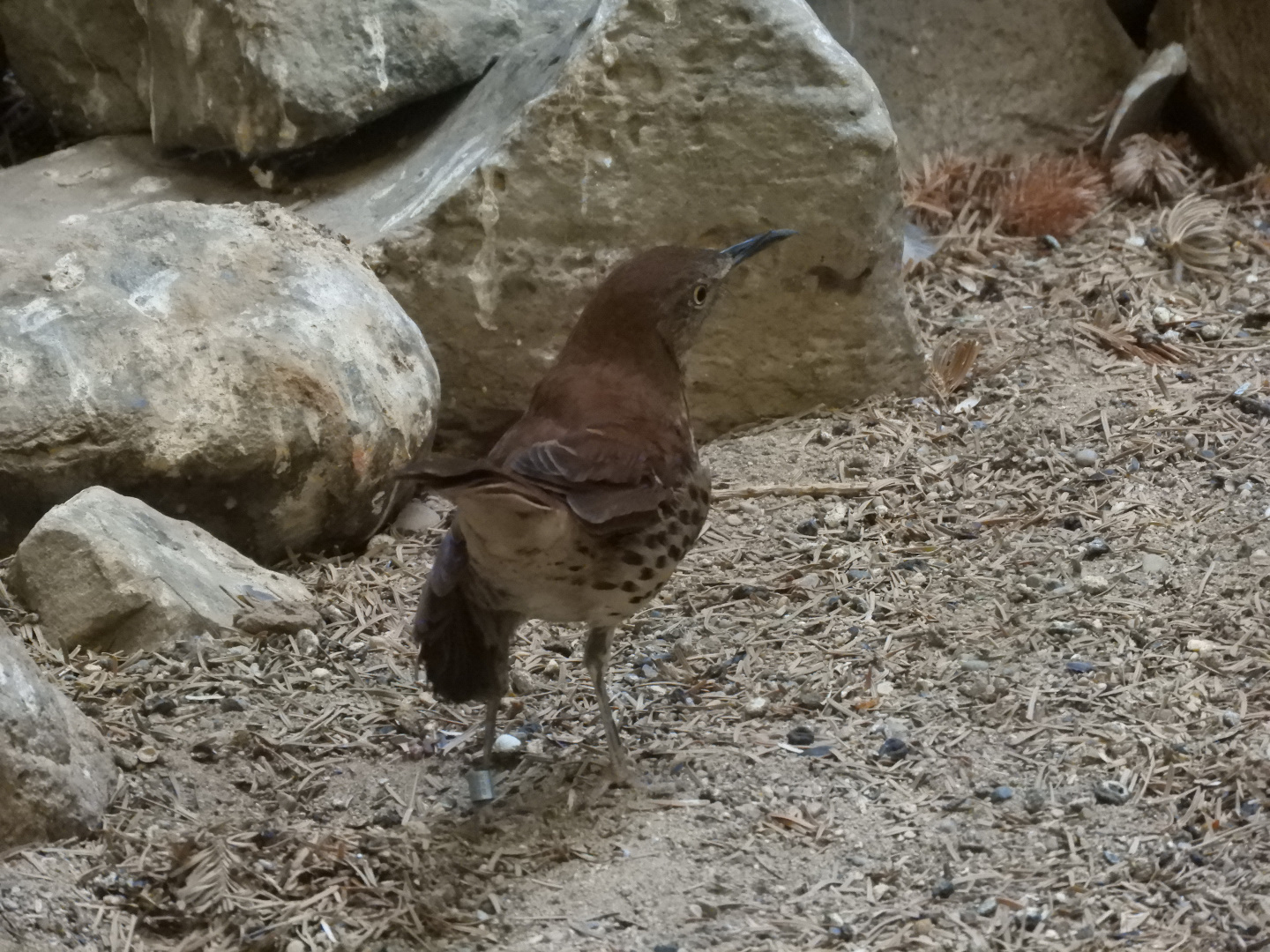 Brown Thrasher (Toxostoma rufum)