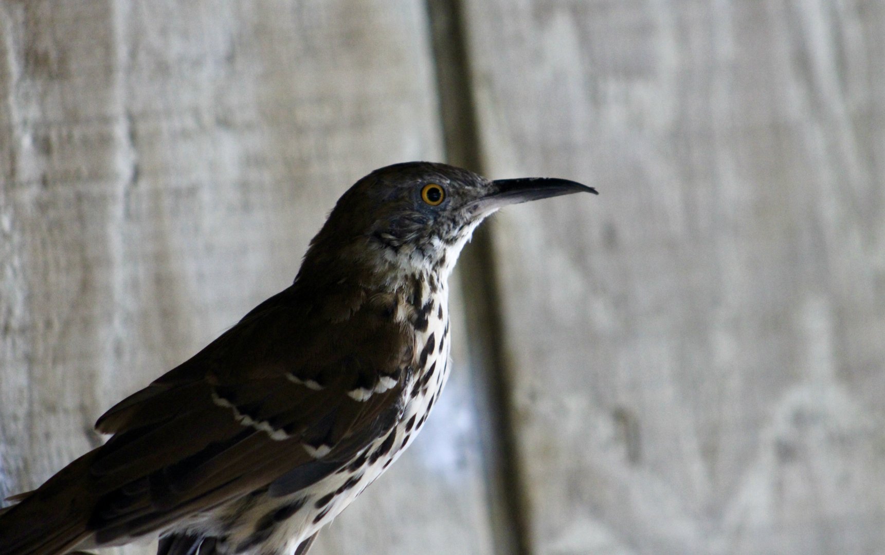 Brown Thrasher (Toxostoma rufum)