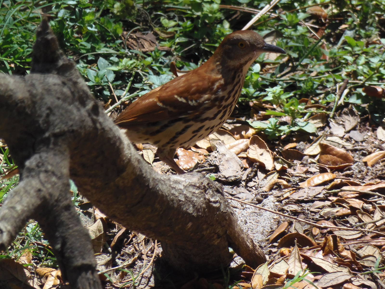 Brown Thrasher