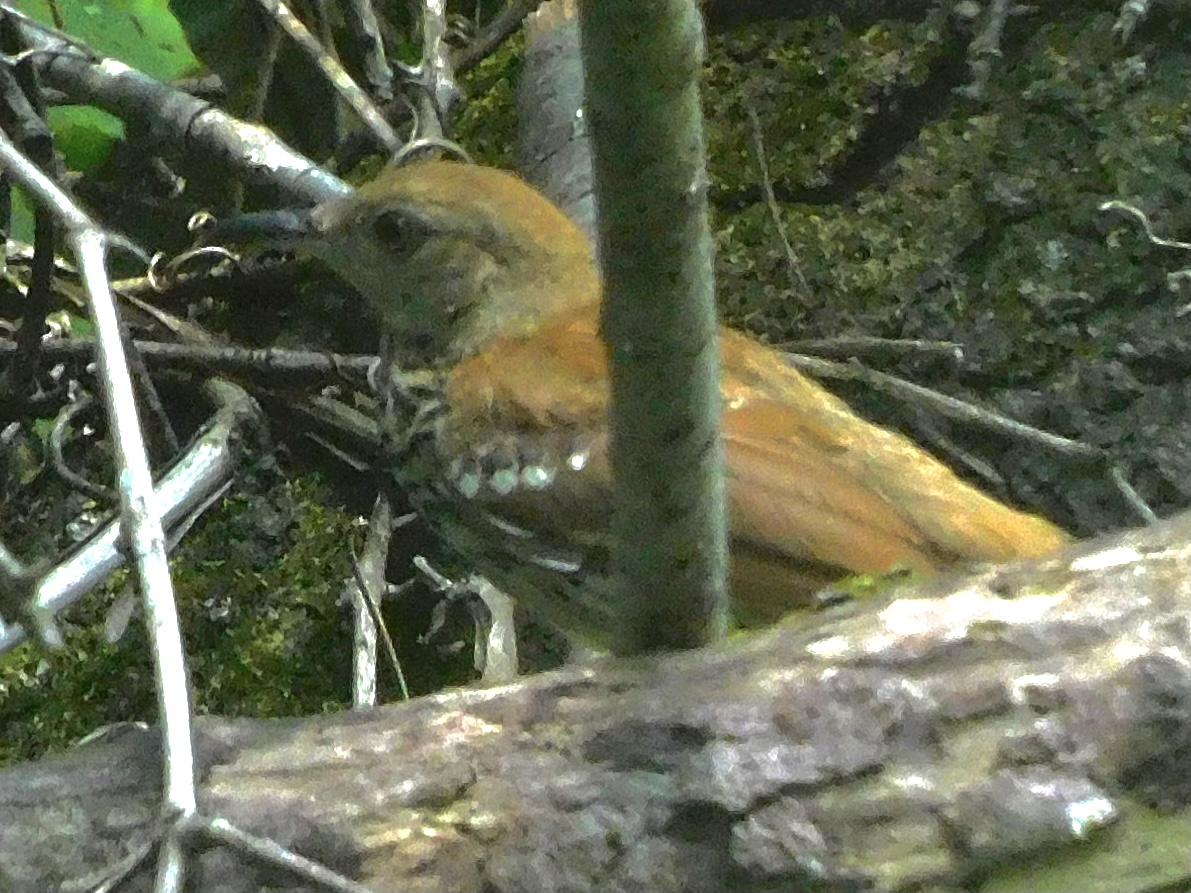 Brown thrasher