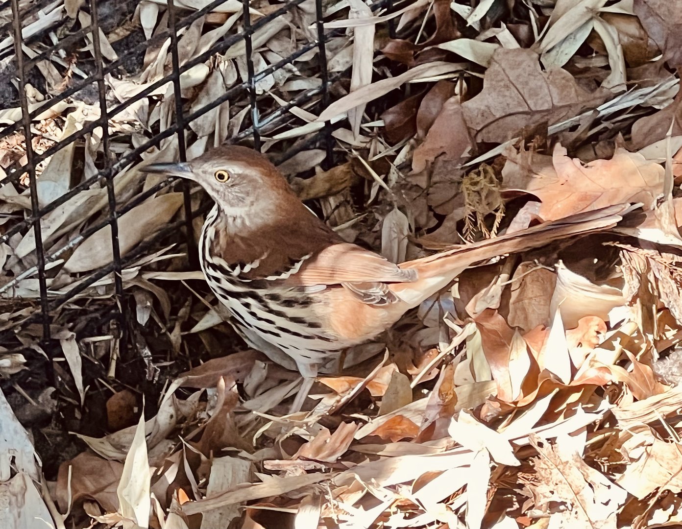 Brown Thrasher