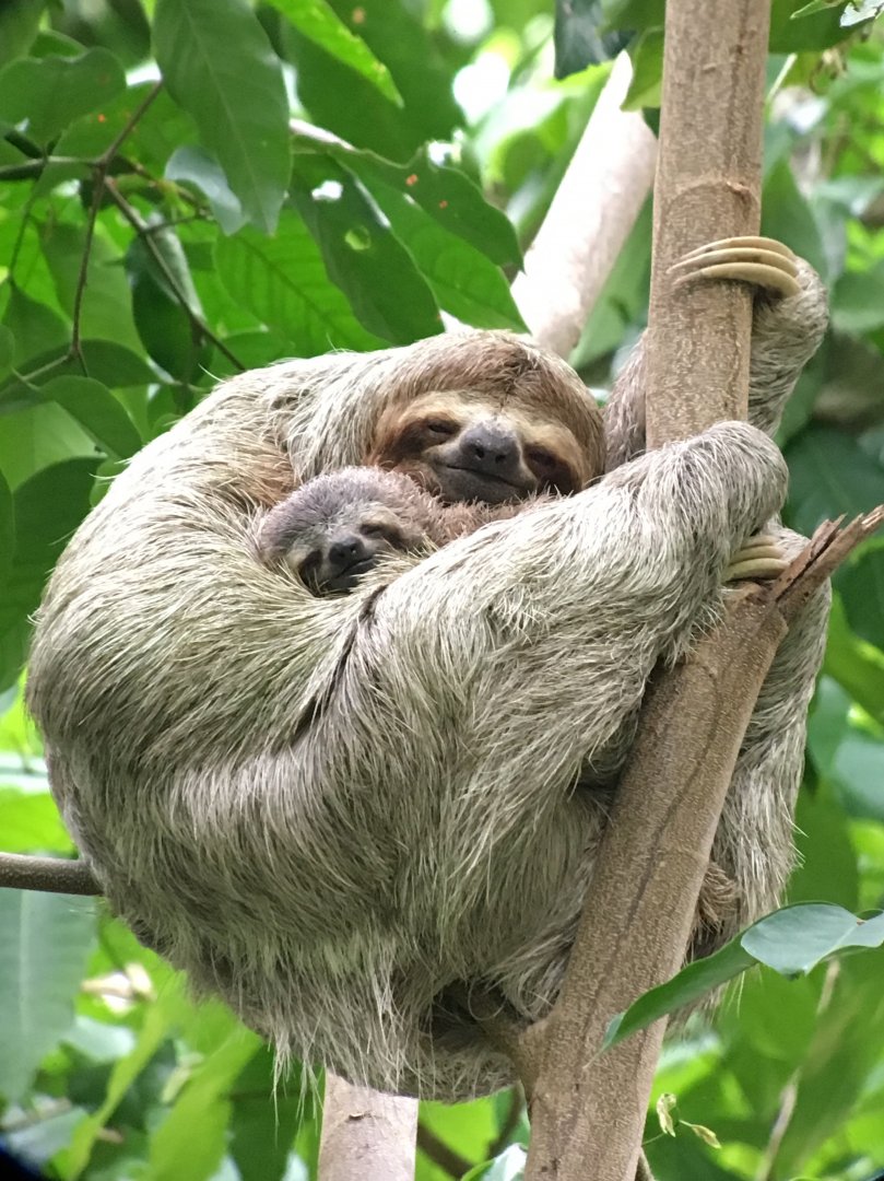 Brown-throated 3-toed Sloth and Young - Apr 2019