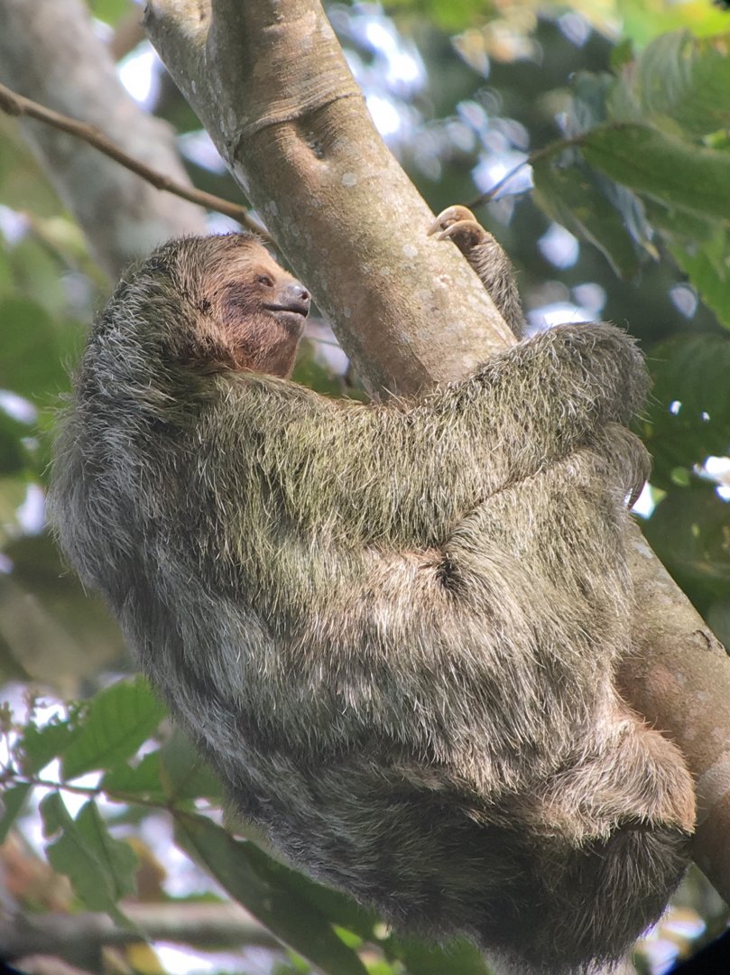 Brown-throated 3-toed Sloth - Mar 2019