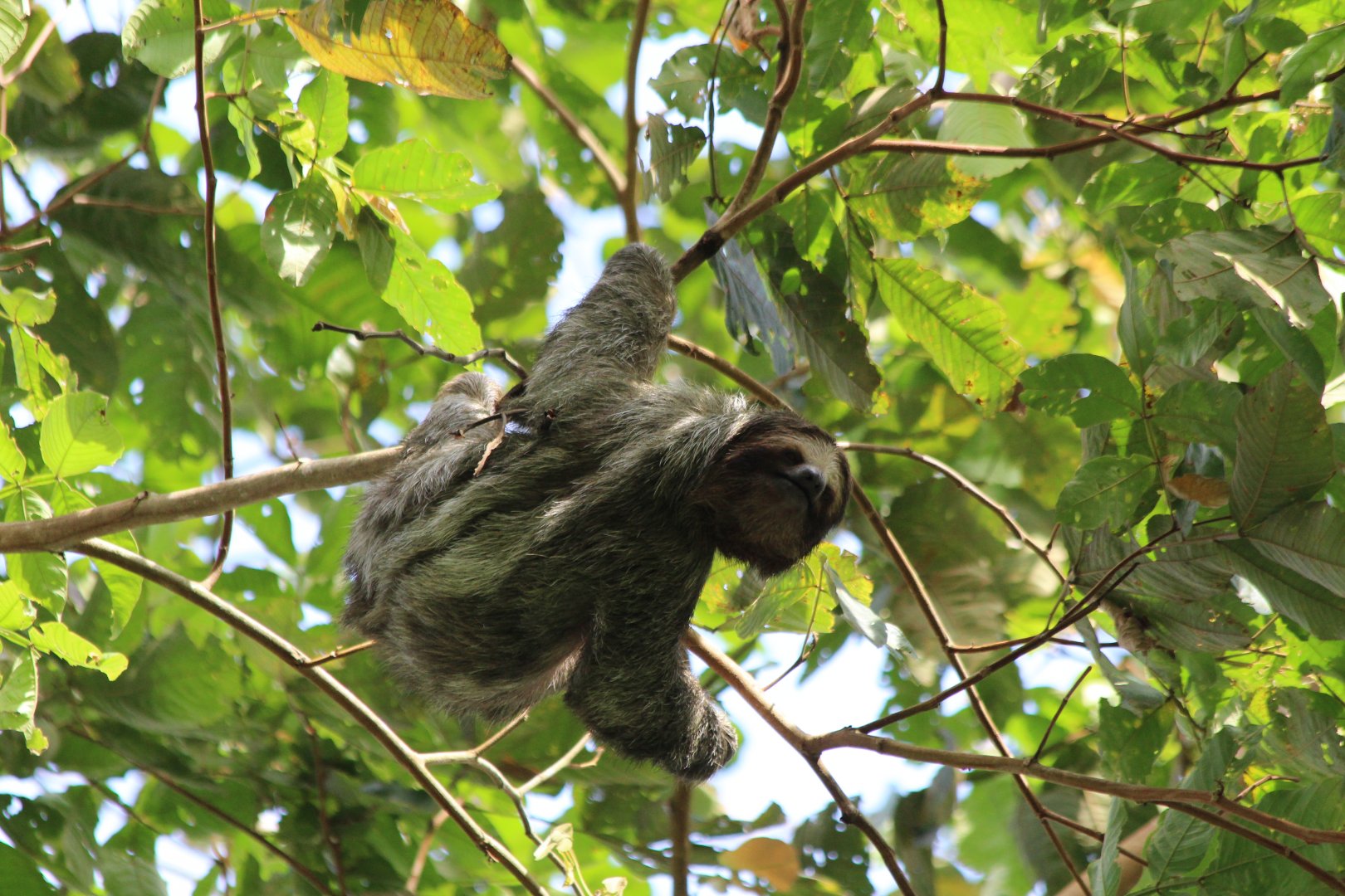 Brown-throated 3-toed Sloth - Mar 2019