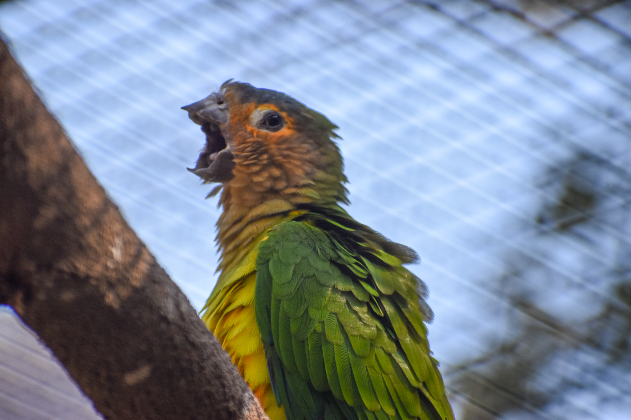 Brown-throated Conure