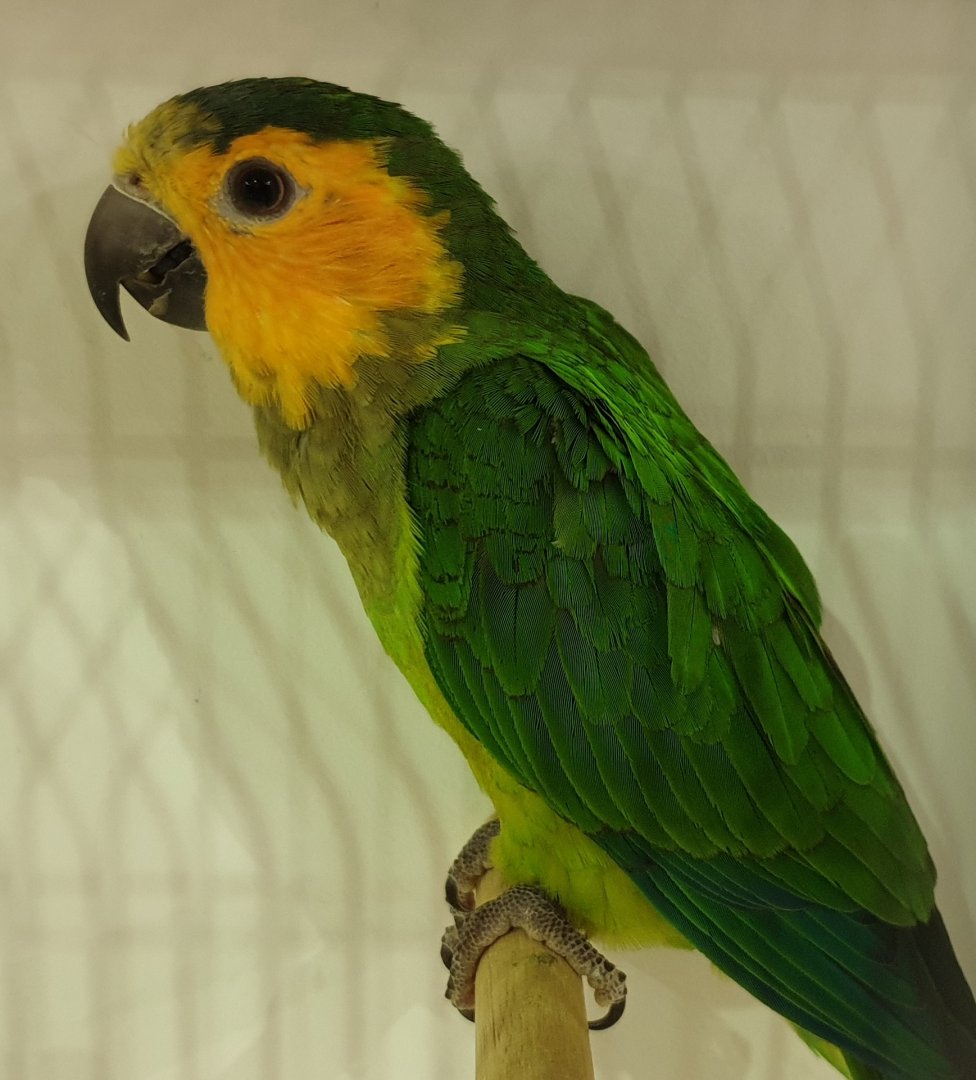 Brown-throated parakeet
