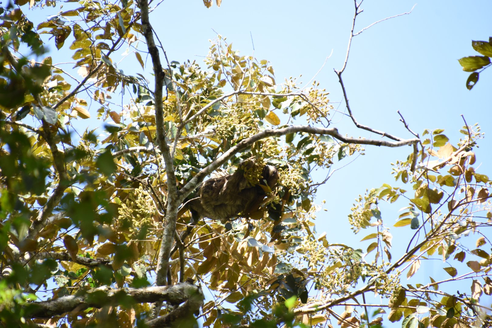 Brown-throated sloth (Bradypus variegatus) with baby