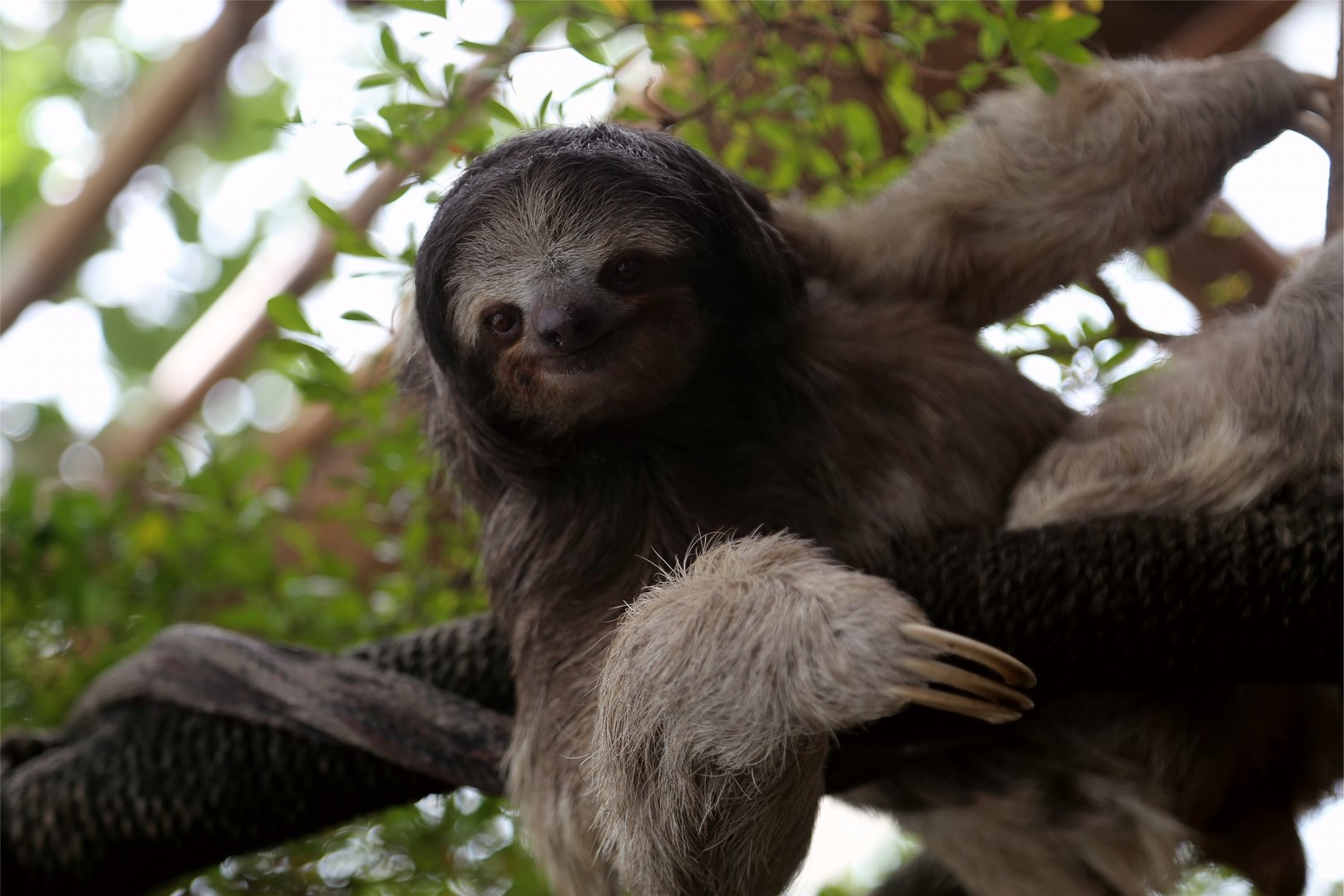 Brown-throated sloth (Bradypus variegatus)
