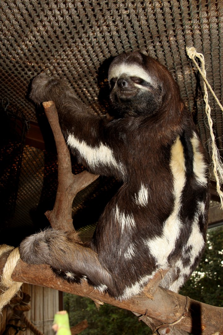 brown-throated sloth (Bradypus variegatus)