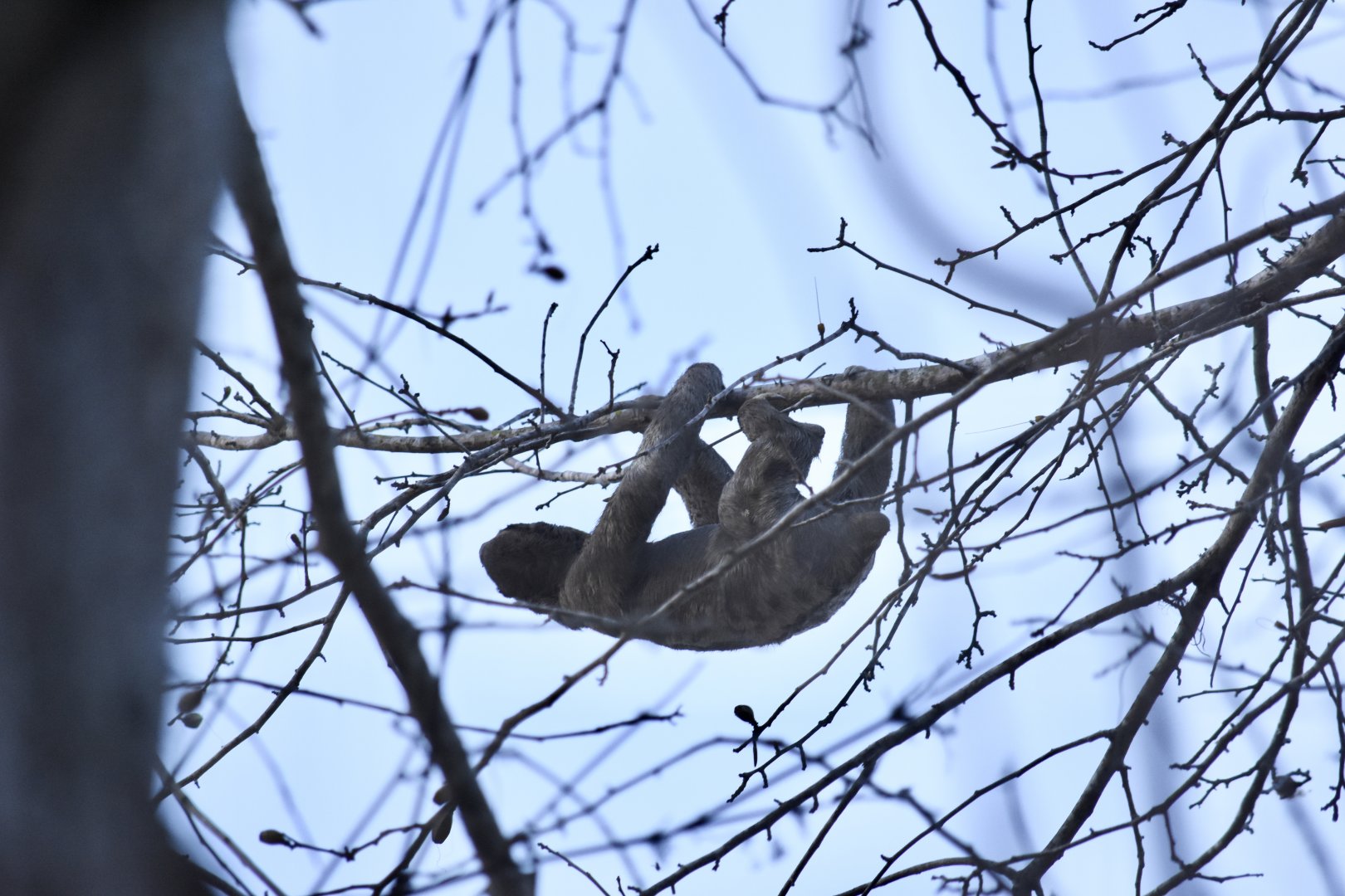 brown-throated sloth (Bradypus variegatus)