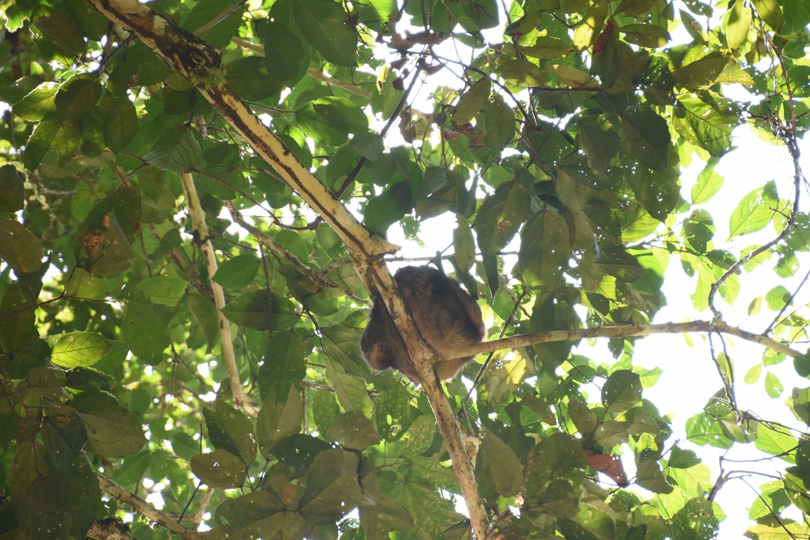 Brown-throated sloth (Bradypus variegatus)