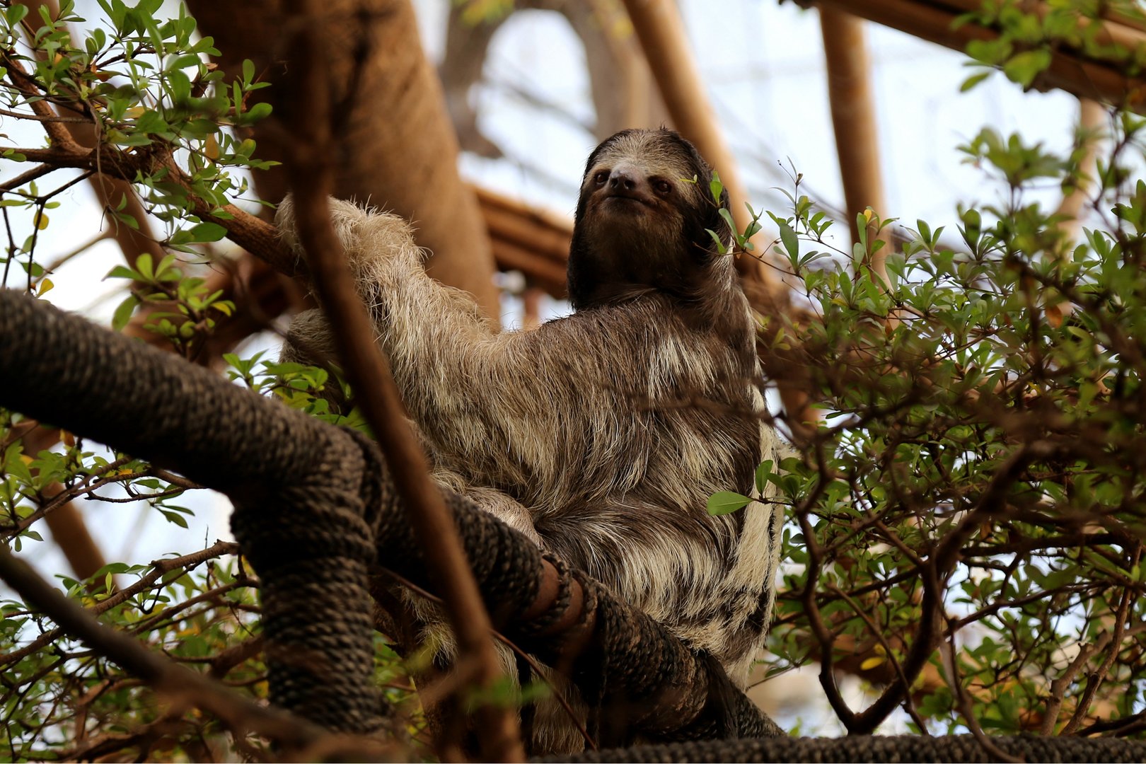 Brown-throated Sloth (Bradypus variegatus)