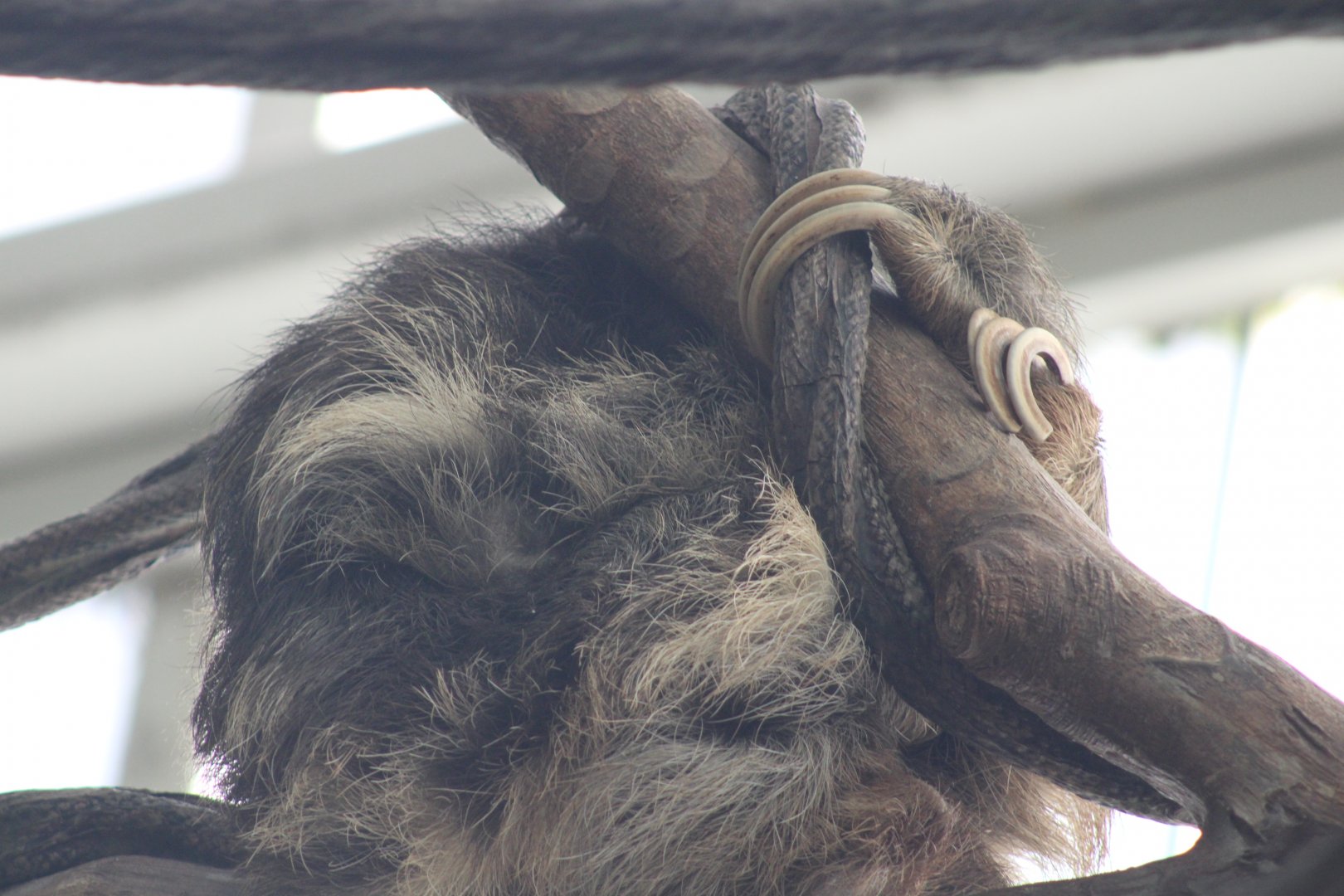 Brown-throated Sloth