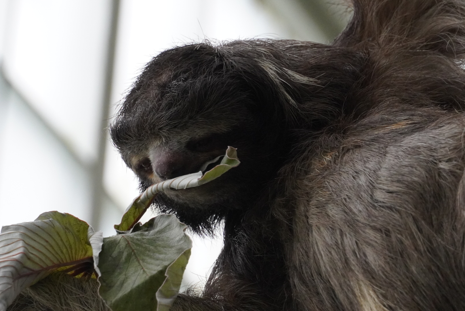Brown Throated Sloth