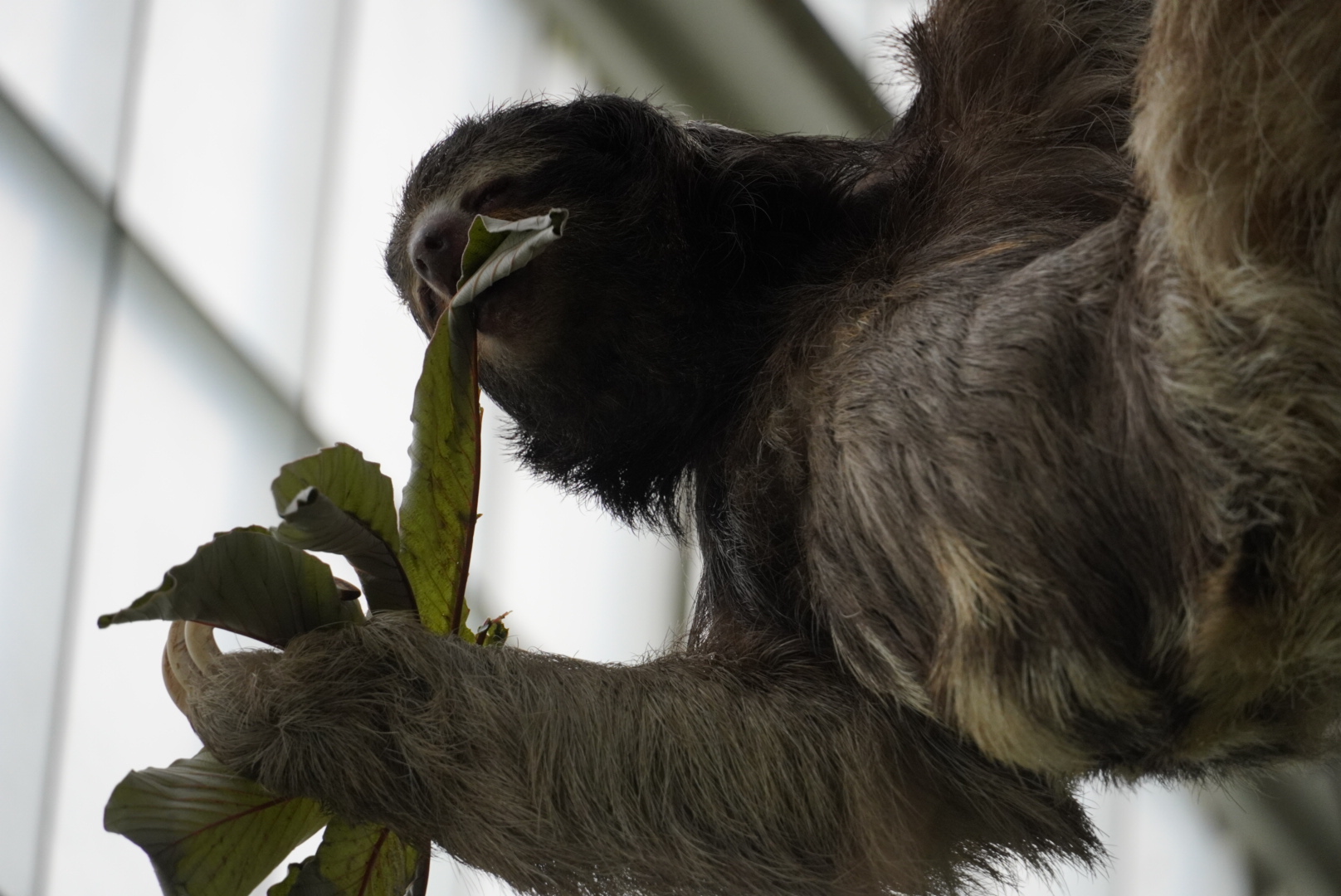 Brown Throated Sloth