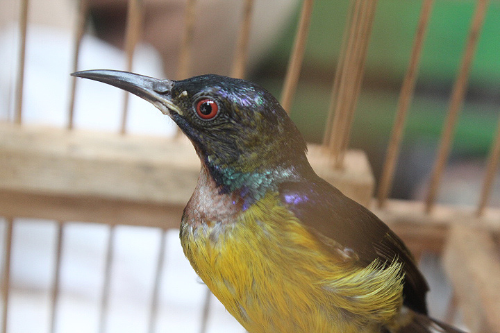 Brown-throated sunbird (Anthreptes malacensis malacensis)