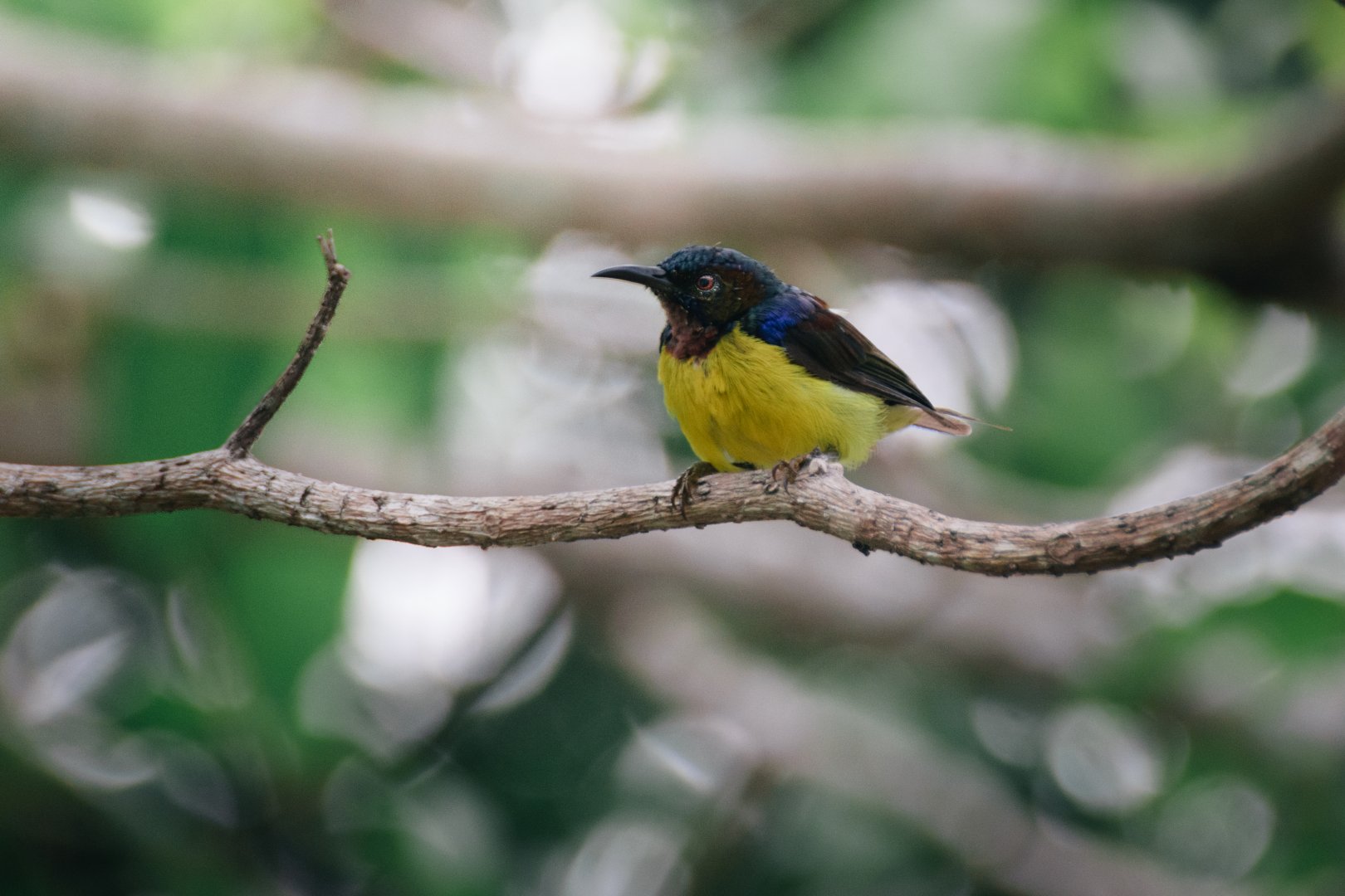 Brown Throated Sunbird (Anthreptes malacensis), Male