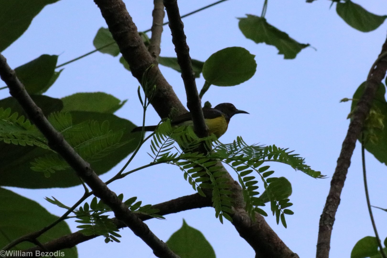 Brown-throated Sunbird - Bang Pra Non-hunting Area