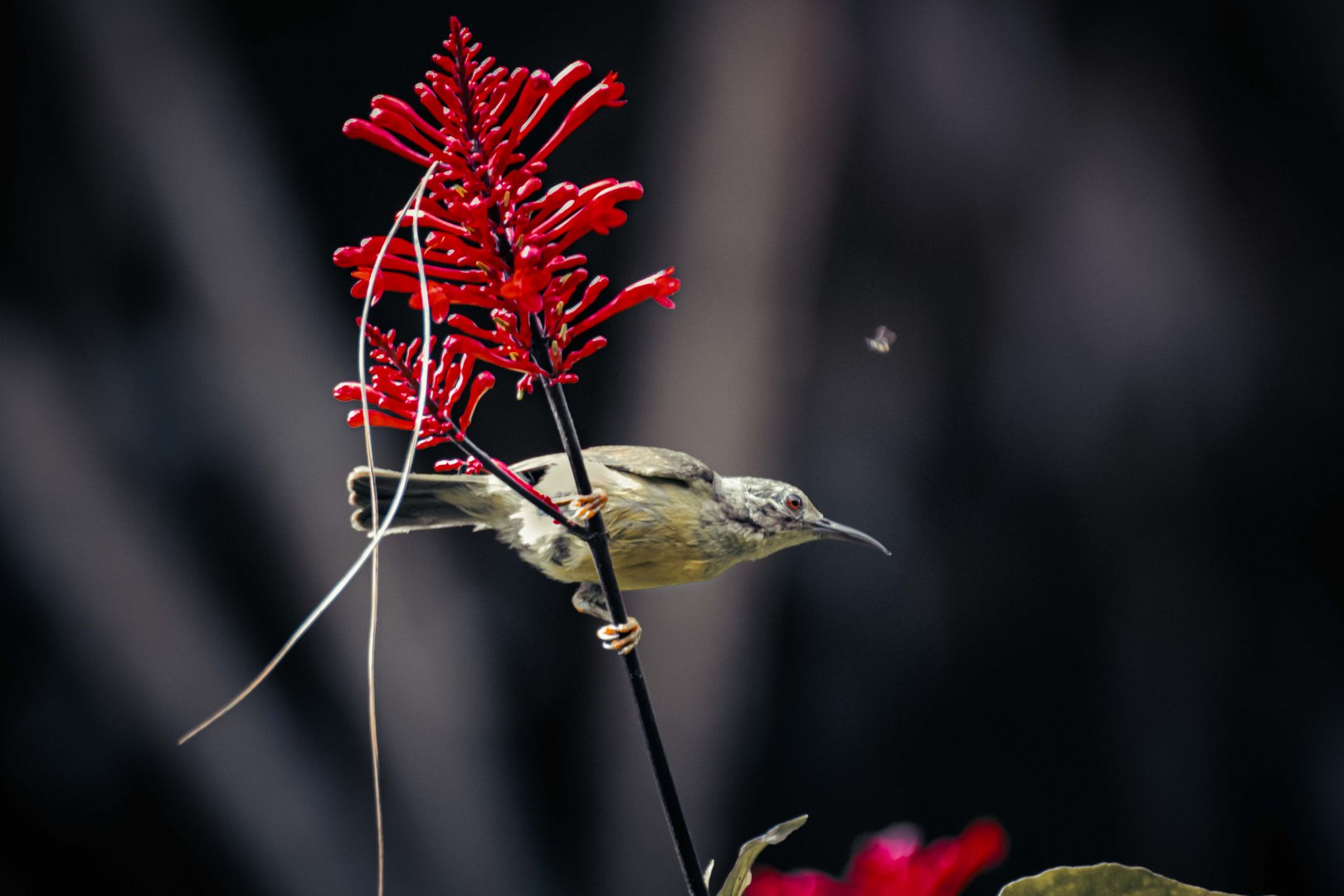 Brown Throated Sunbird female - Penang Hill