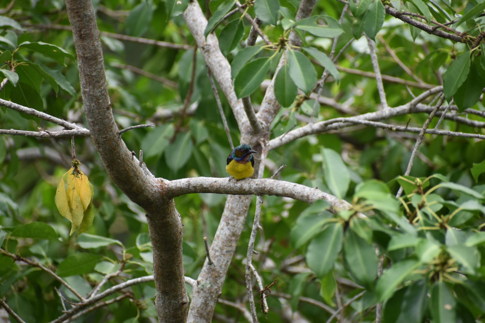 Brown Throated Sunbird ~ Pulau Ubin
