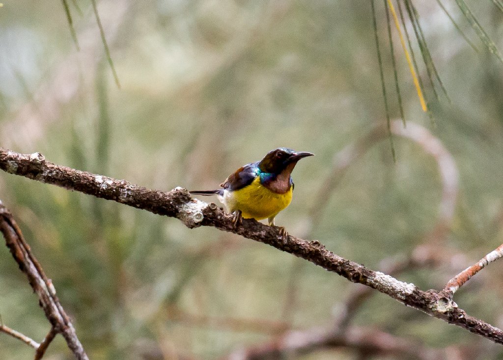 Brown-throated Sunbird