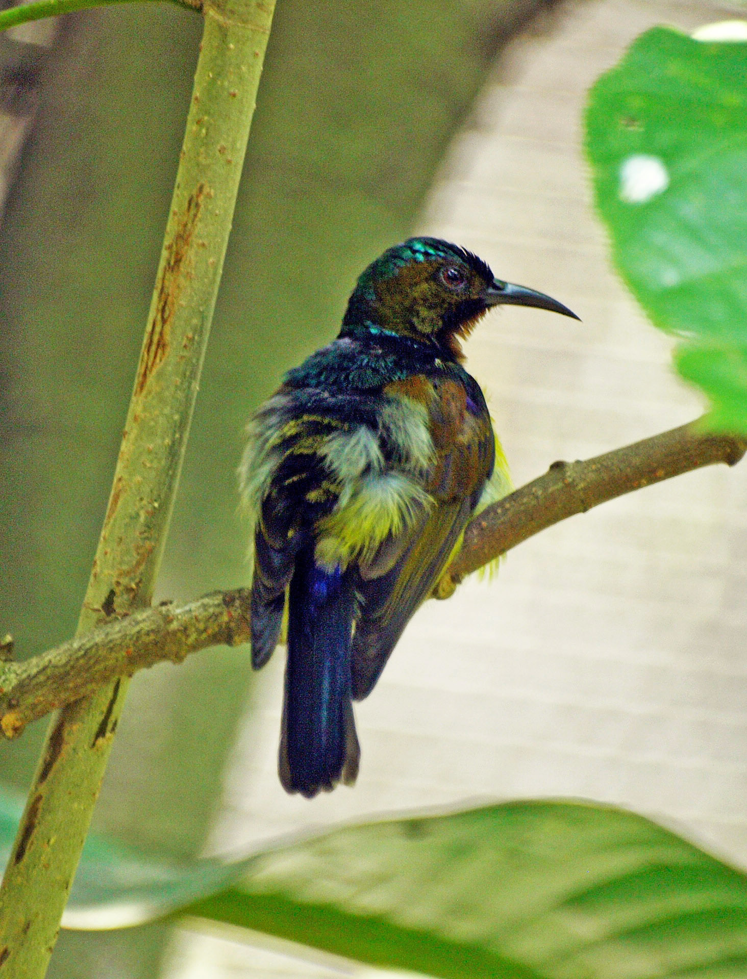 Brown-throated sunbird