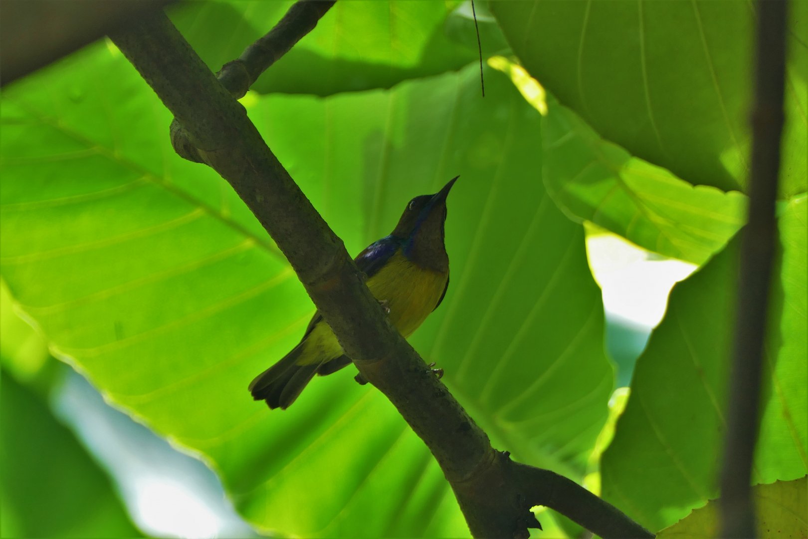 Brown-throated Sunbird